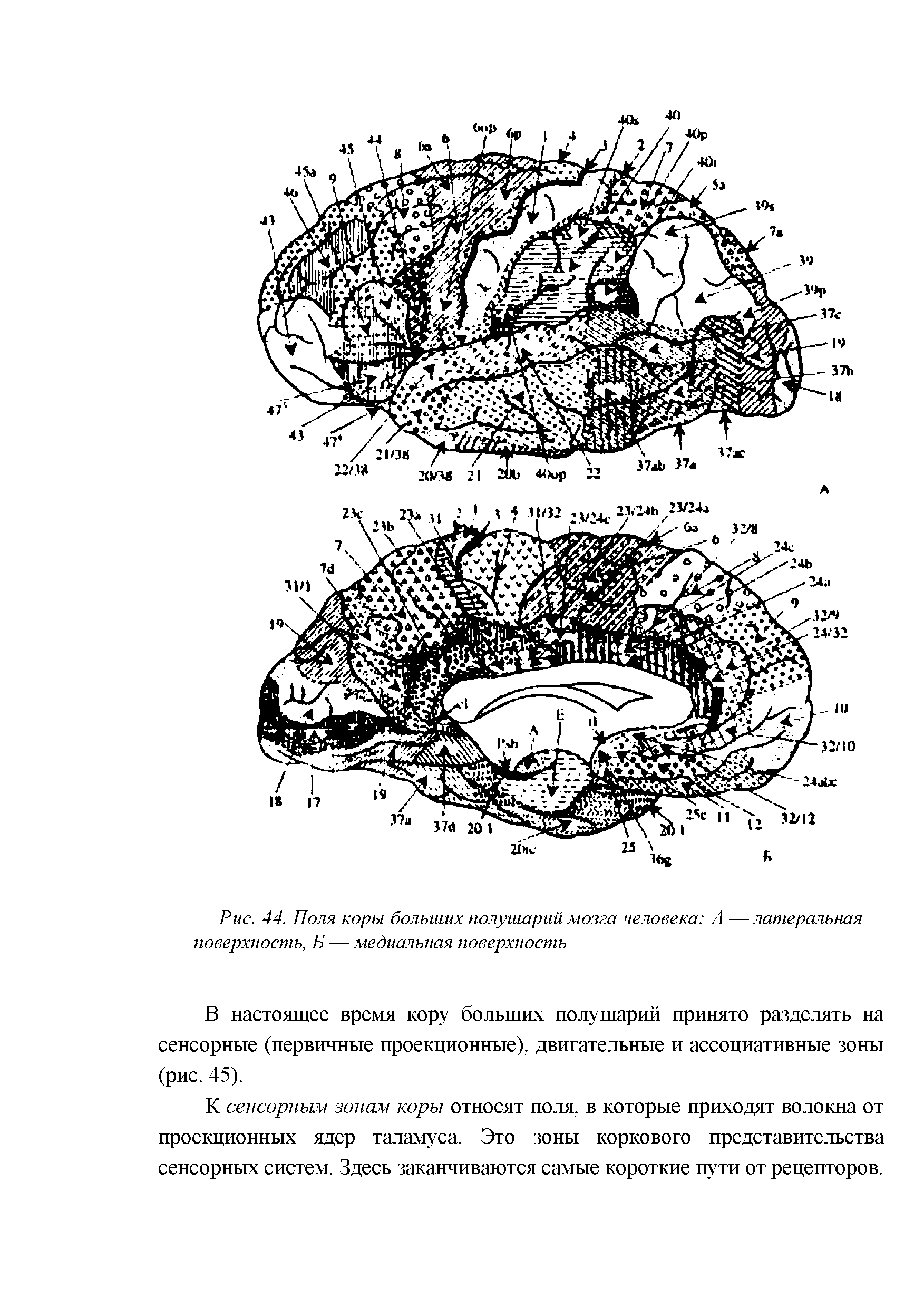 Рис. 44. Поля коры больших полушарий мозга человека А — латеральная поверхность, Б — медиальная поверхность...