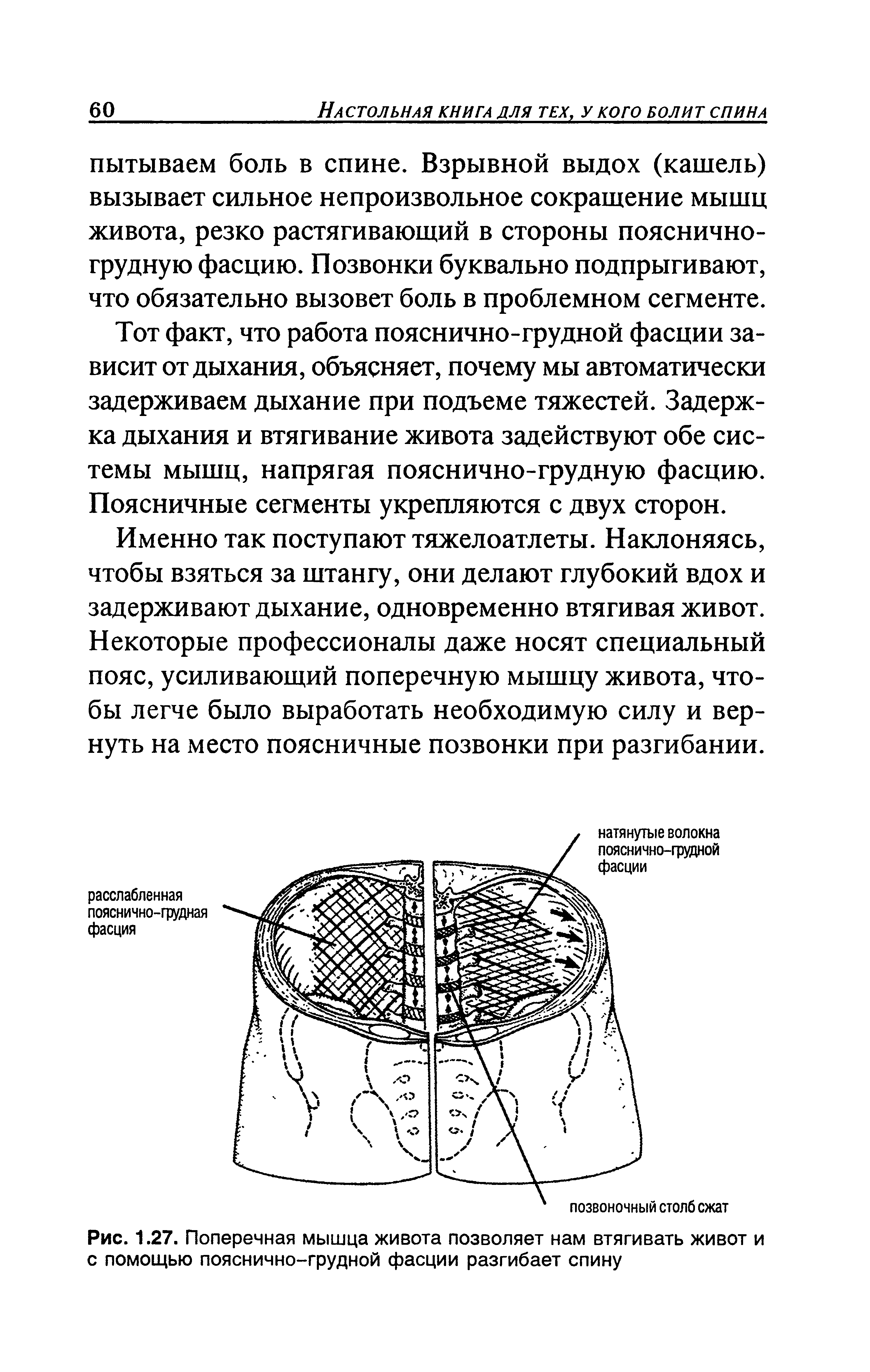 Рис. 1.27. Поперечная мышца живота позволяет нам втягивать живот и с помощью пояснично-грудной фасции разгибает спину...