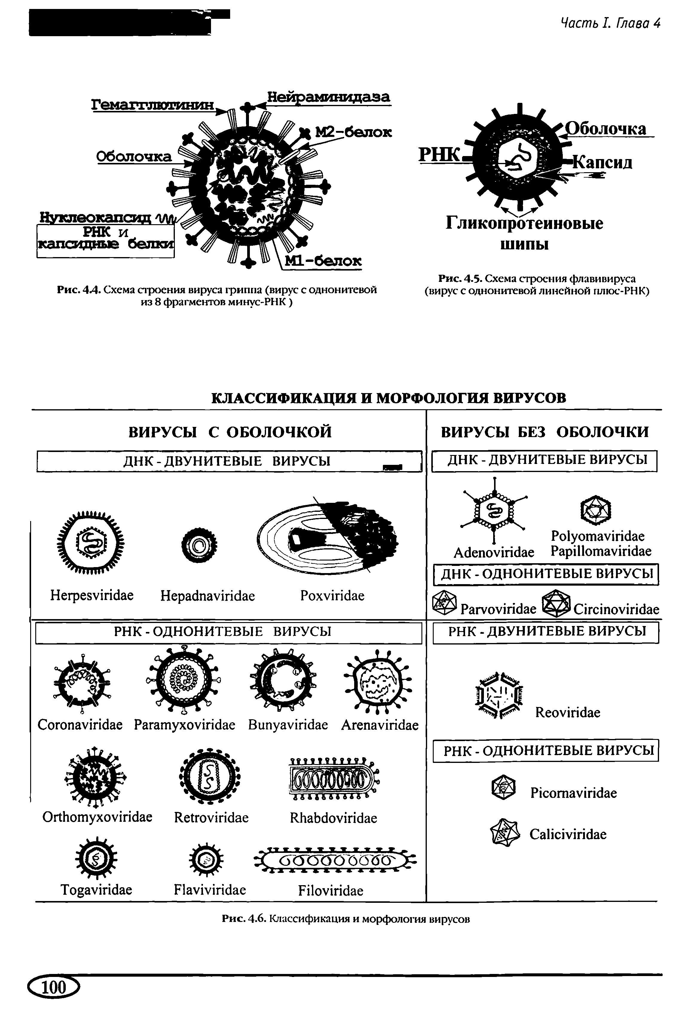 Рис. 4.5. Схема строения флавивируса (вирус с однонитевой линейной плюс-РНК)...