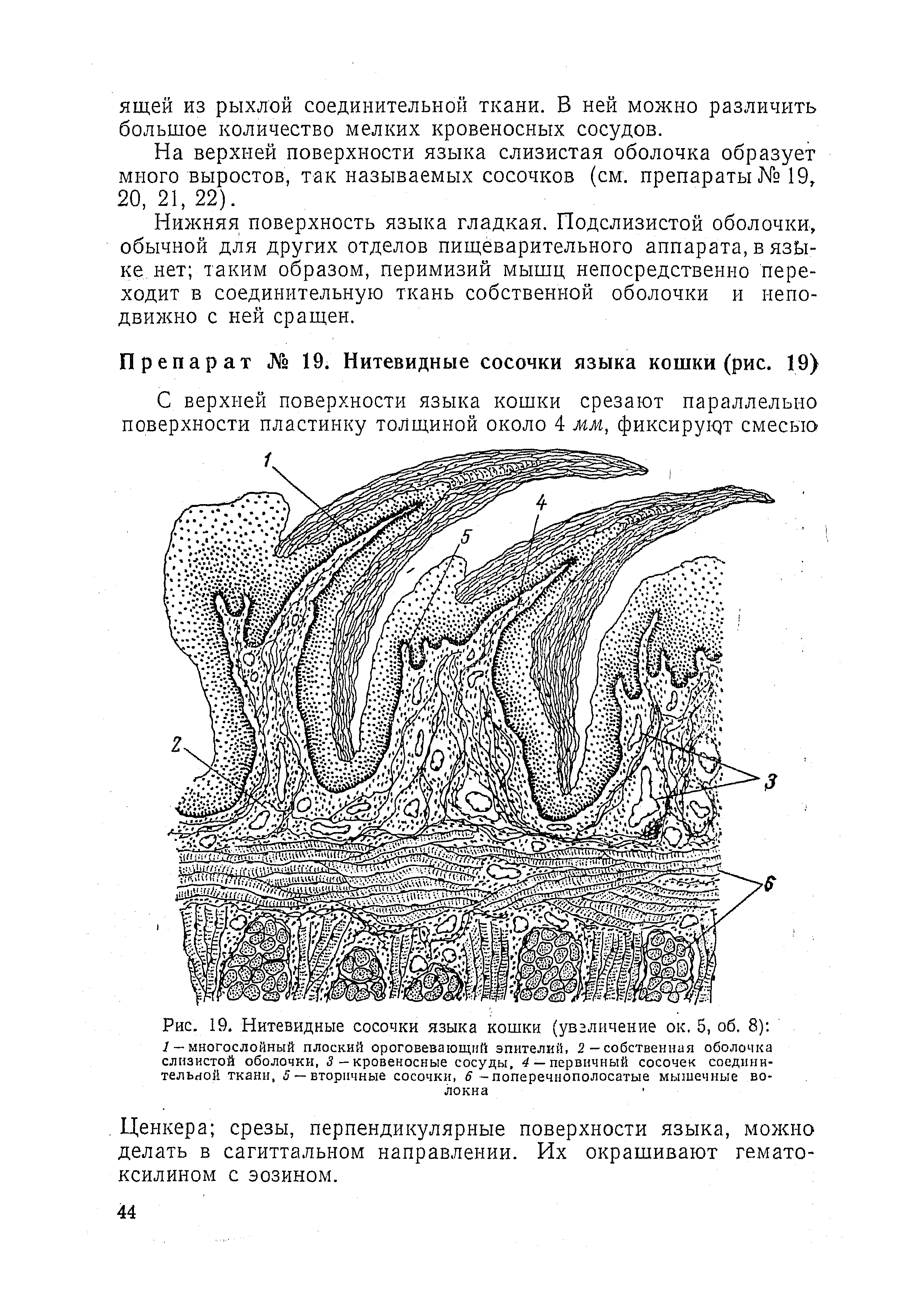 Рис. 19. Нитевидные сосочки языка кошки (увеличение ок. 5, об. 8) / — многослойный плоский ороговевающий эпителий, —собственная оболочка слизистой оболочки, 3 - кровеносные сосуды, 4 — первичный сосочек соединительной ткани, 5 вторичные сосочки, 6 -поперечнополосатые мышечные волокна...