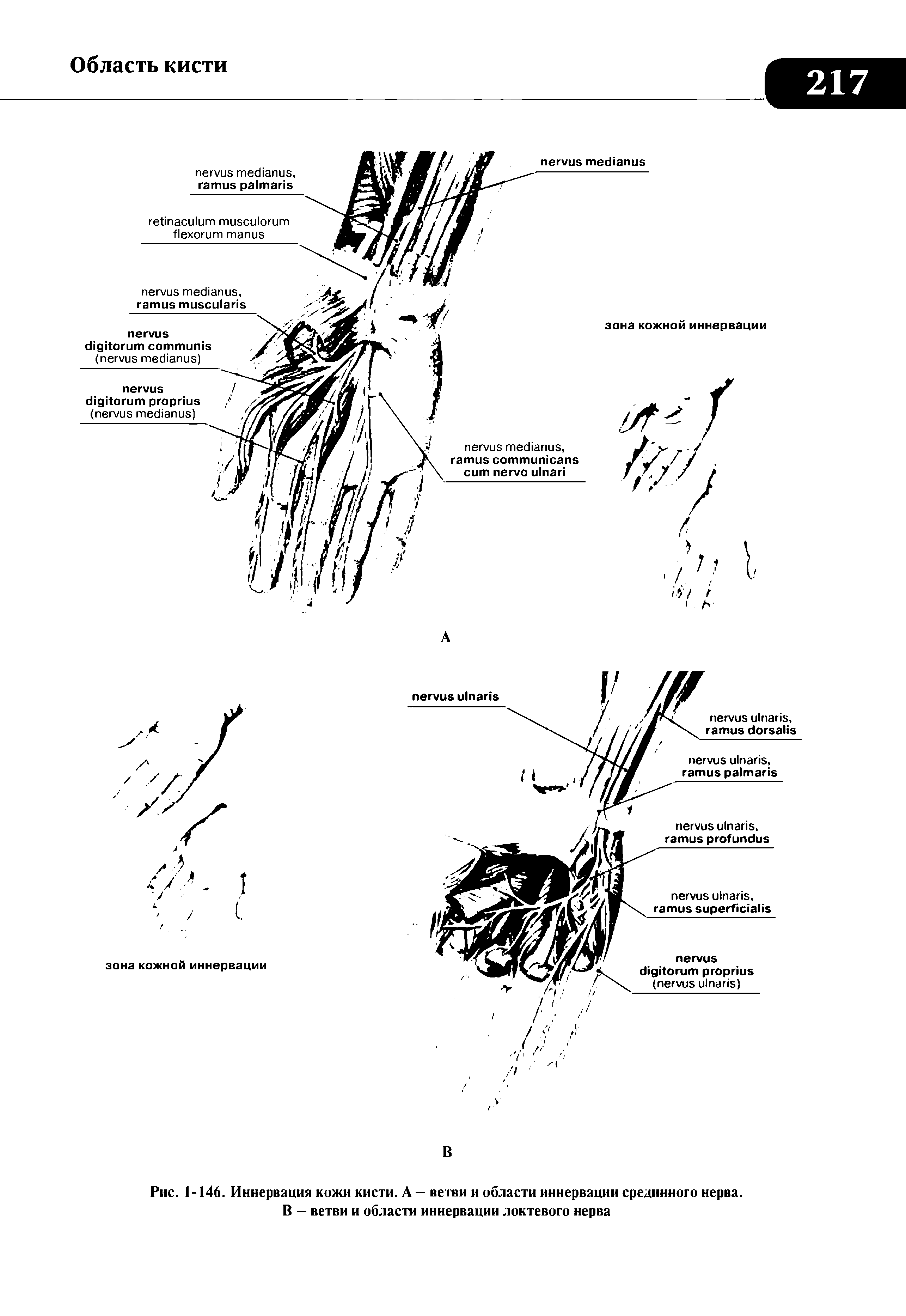 Рис. 1-146. Иннервация кожи кисти. А — ветви и области иннервации срединного нерва. В — ветви и области иннервации локтевого нерва...