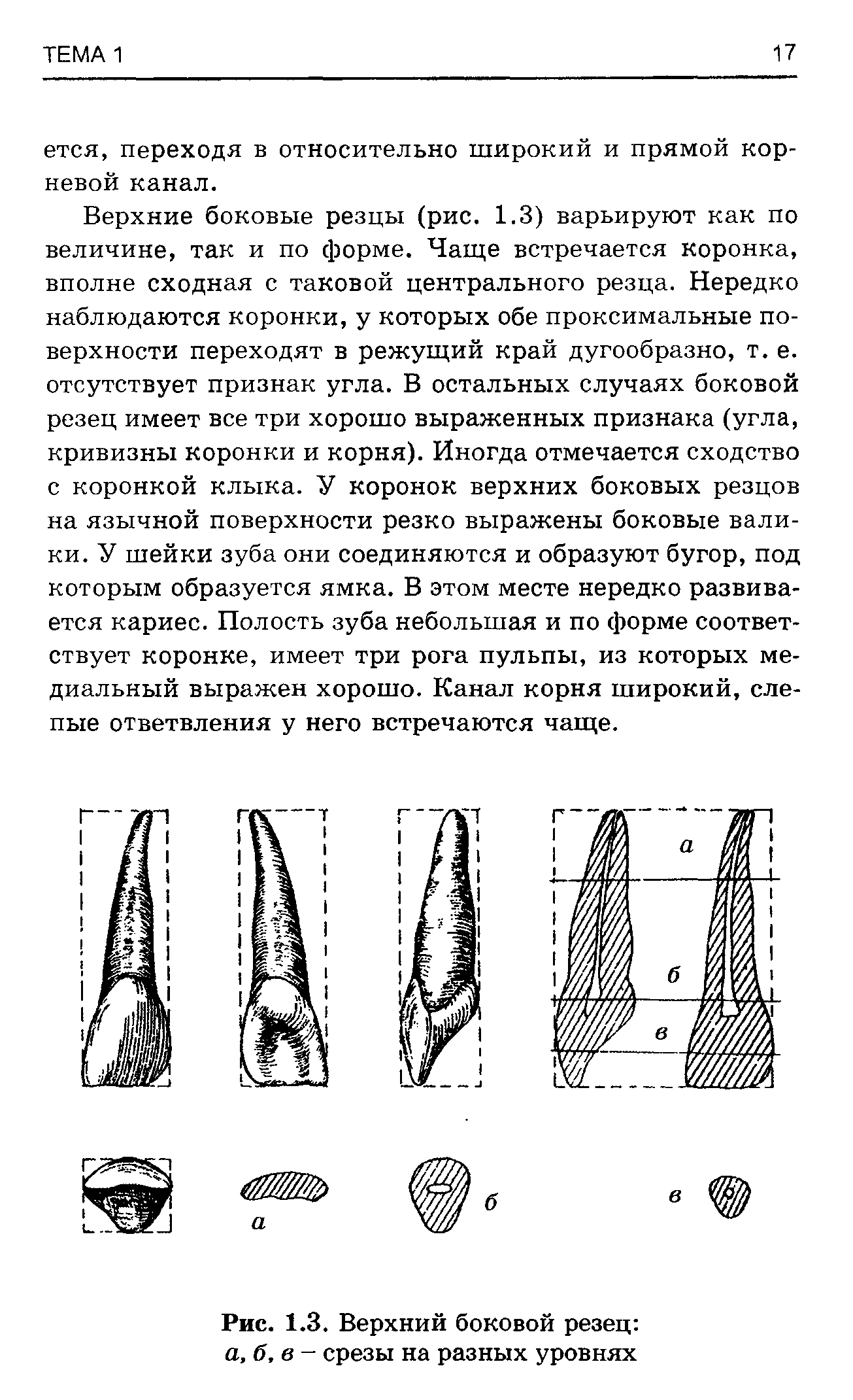 Рис. 1.3. Верхний боковой резец а, б, в - срезы на разных уровнях...