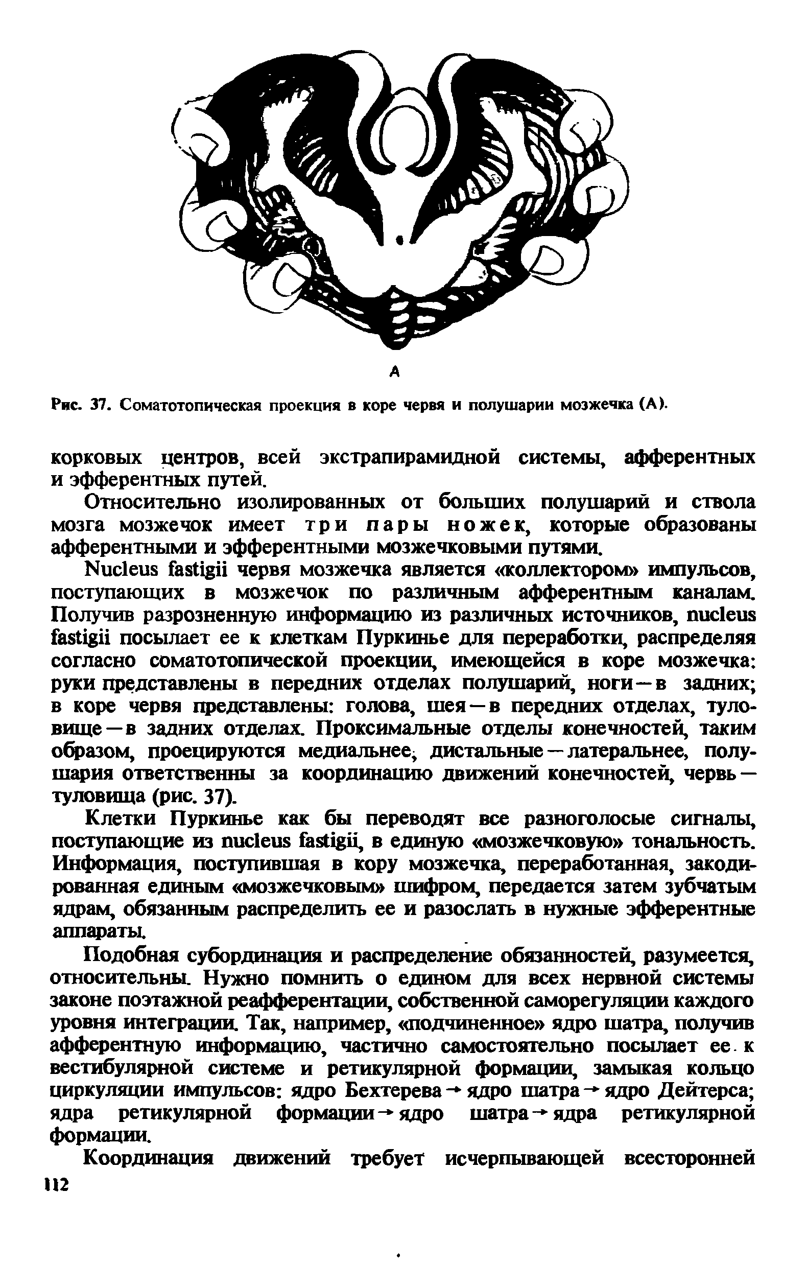 Рис. 37. Соматотопическая проекция в коре червя и полушарии мозжечка (А).