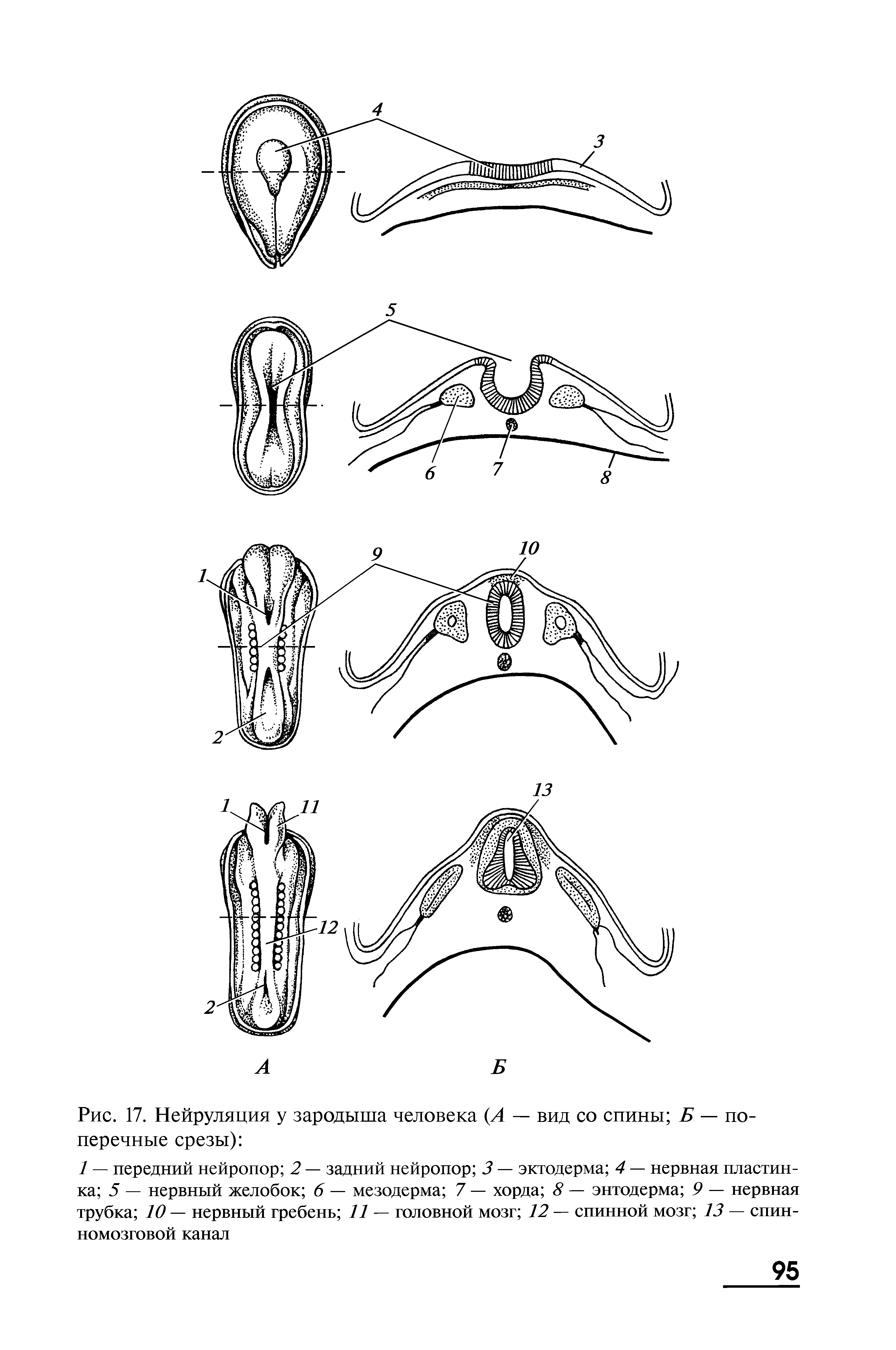 Рис. 17. Нейруляция у зародыша человека (А — вид со спины Б — поперечные срезы) ...