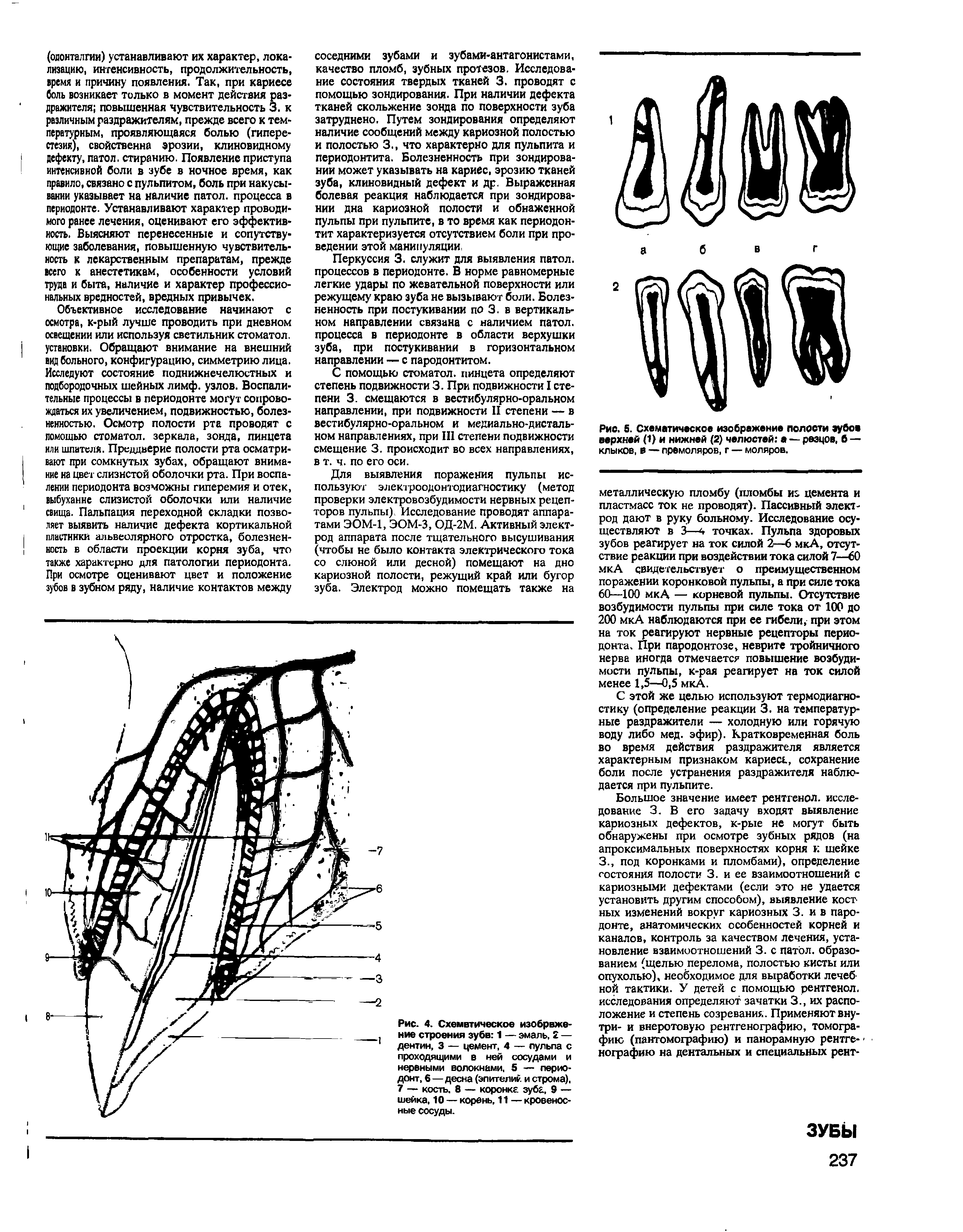 Рис. 4. Схематическое изображение строения зубв 1 — эмаль, 2 — дентин, 3 — цемент, 4 — пульпа с проходящими в ней сосудами и нервными волокнами, 5 — периодонт, 6—десна (эпителий и строма), 7 — кость. 8 — коронка зуба, 9 — шейка, 10 — корень. 11 — кровеносные сосуды.