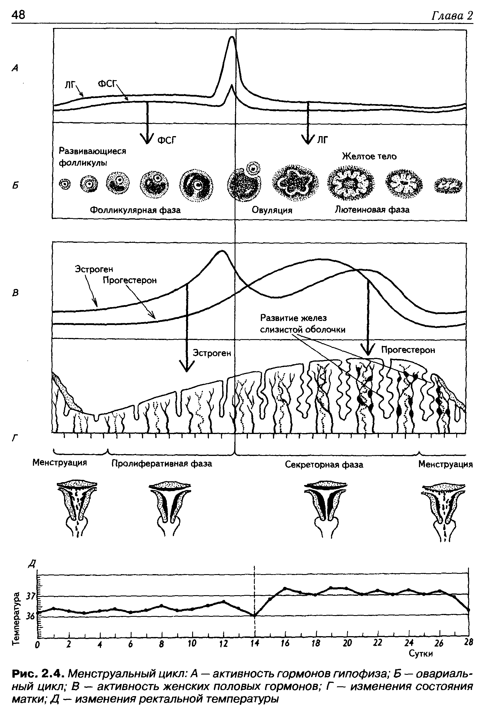 Рис. 2.4. Менструальный цикл А — активность гормонов гипофиза Б — овариальный цикл В — активность женских половых гормонов Г — изменения состояния матки Д — изменения ректальной температуры...