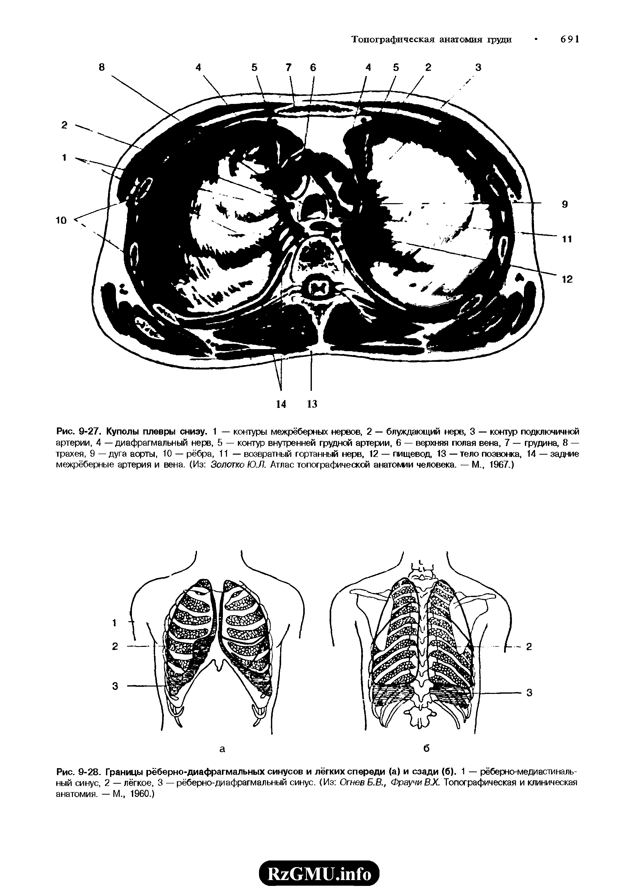 Рис. 9-27. Купоны плевры снизу. 1 — контуры межрёберных нервов, 2 — блуждающий нерв, 3 — контур подключичной артерии, 4 — диафрагмальный нерв, 5 — контур внутренней грудной артерии, 6 — верхняя полая вена, 7 — грудина, 8 — трахея, 9 — дуга аорты, 10 — рёбра, 11 — возвратный гортанный нерв, 12 — пищевод, 13 — тело позвонка, 14 — задние межрёберные артерия и вена. (Из Золотко Ю.Л. Атлас топографической анатомии человека. — М., 1967.)...