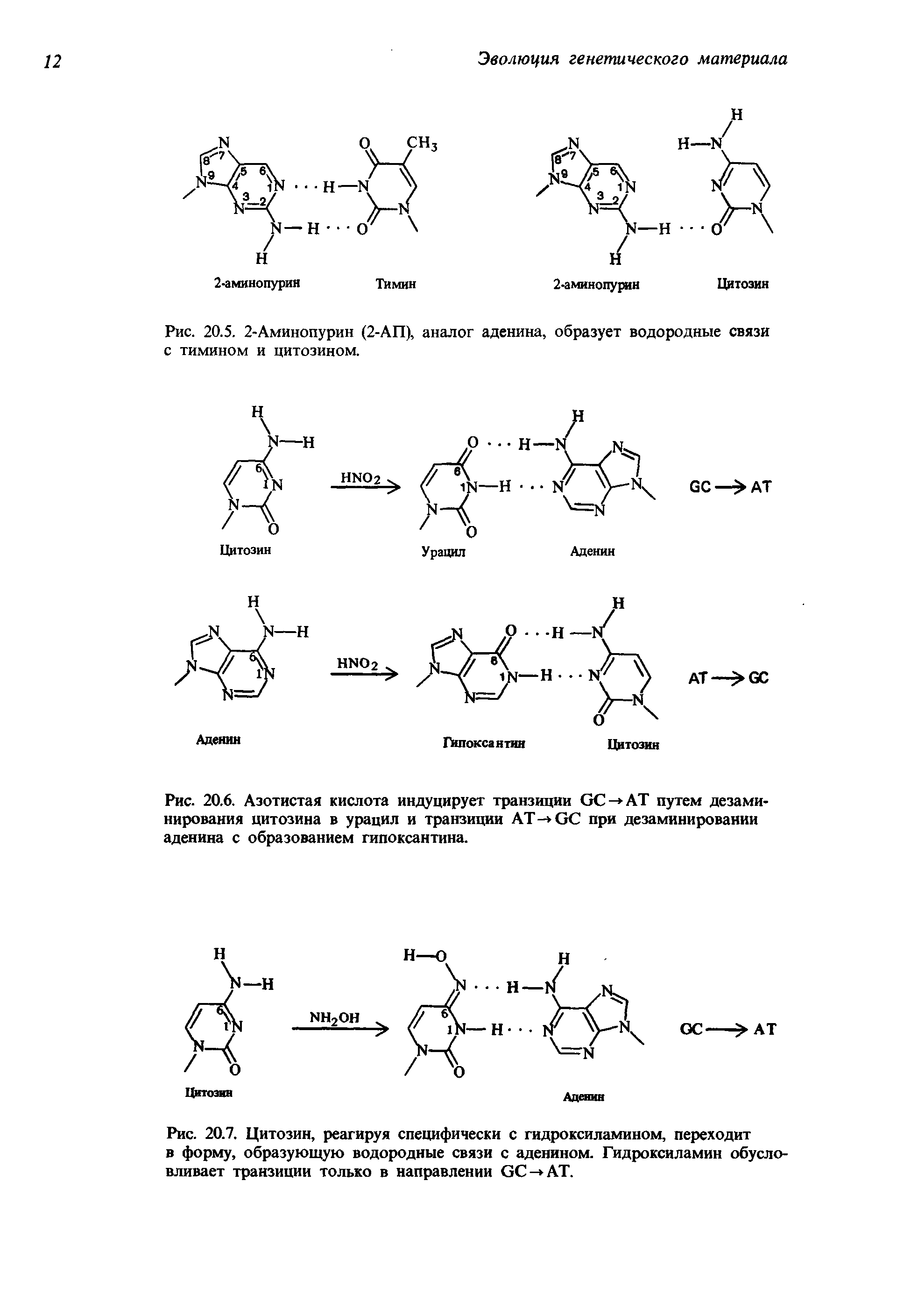 Рис. 20.6. Азотистая кислота индуцирует транзиции ОС- АТ путем дезаминирования цитозина в урацил и транзиции АТ- ОС при дезаминировании аденина с образованием гипоксантина.