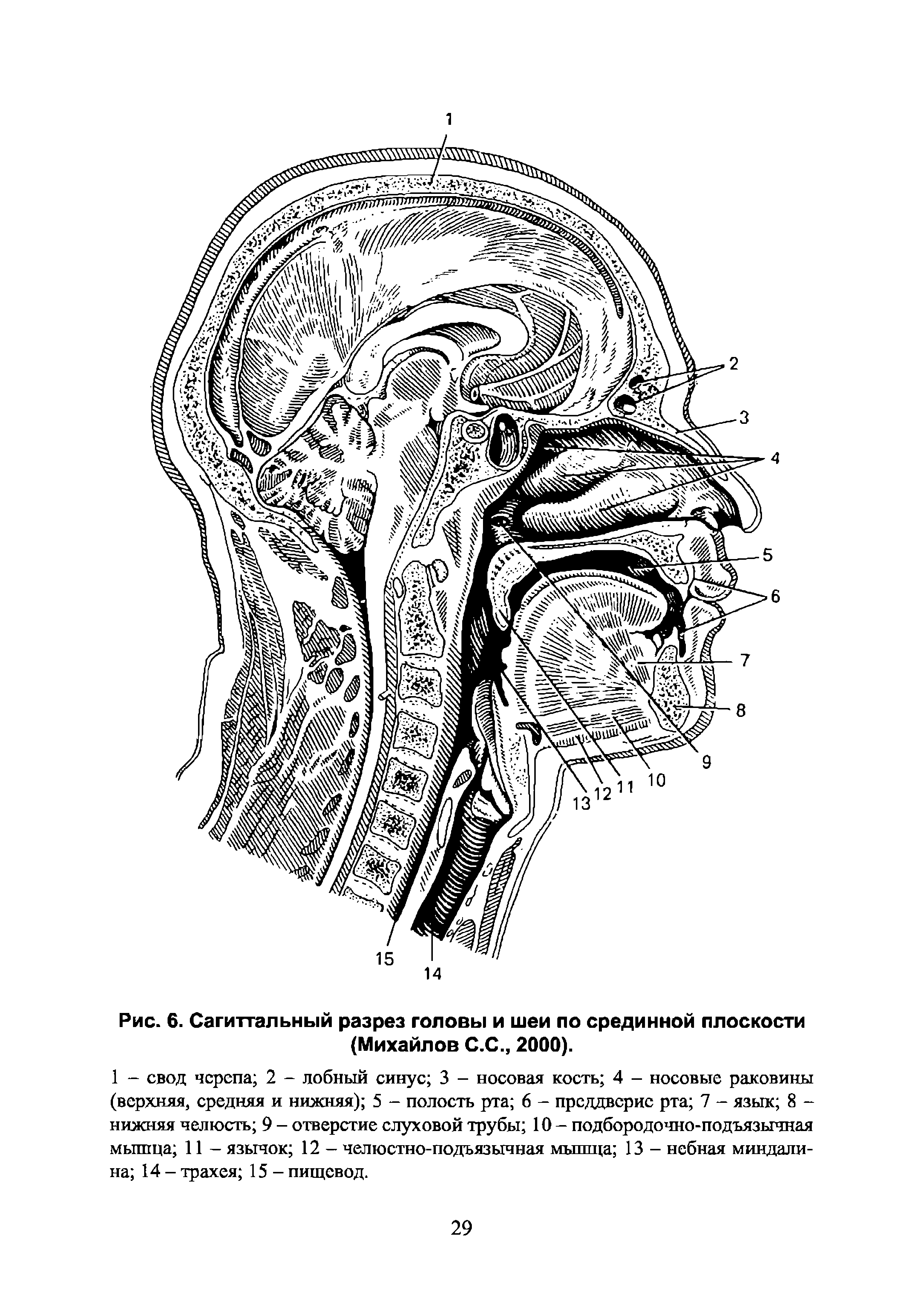 Рис. 6. Сагиттальный разрез головы и шеи по срединной плоскости (Михайлов С.С., 2000).
