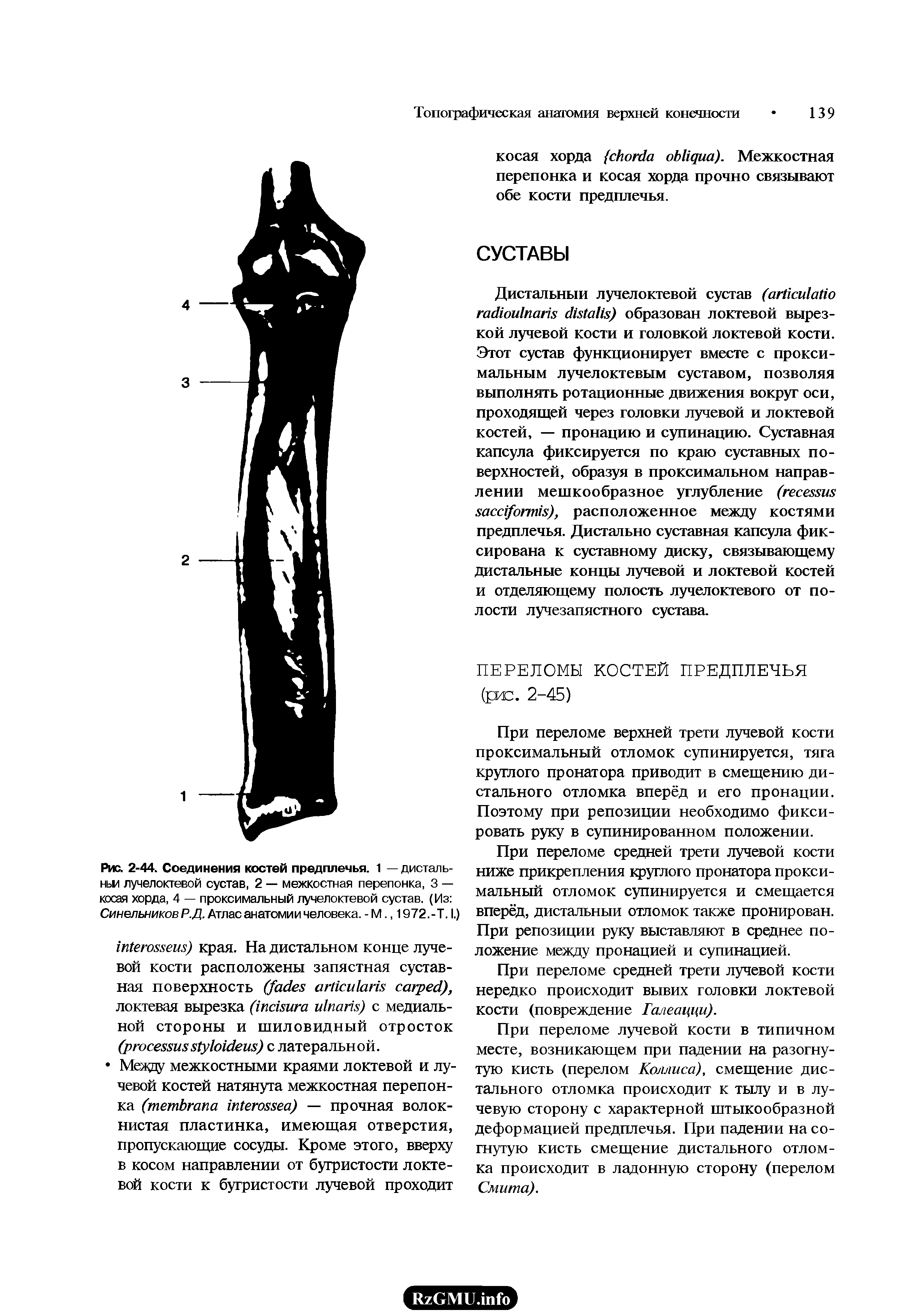 Рис. 2-44. Соединения костей предплечья. 1 — дисталь-ньи лучелоктевой сустав, 2 — межкостная перепонка, 3 — косая хорда, 4 — проксимальный лучелоктевой сустав. (Из Синельников Р.Д. Атлас анатомии человека. - М., 1972.-Т. I.)...