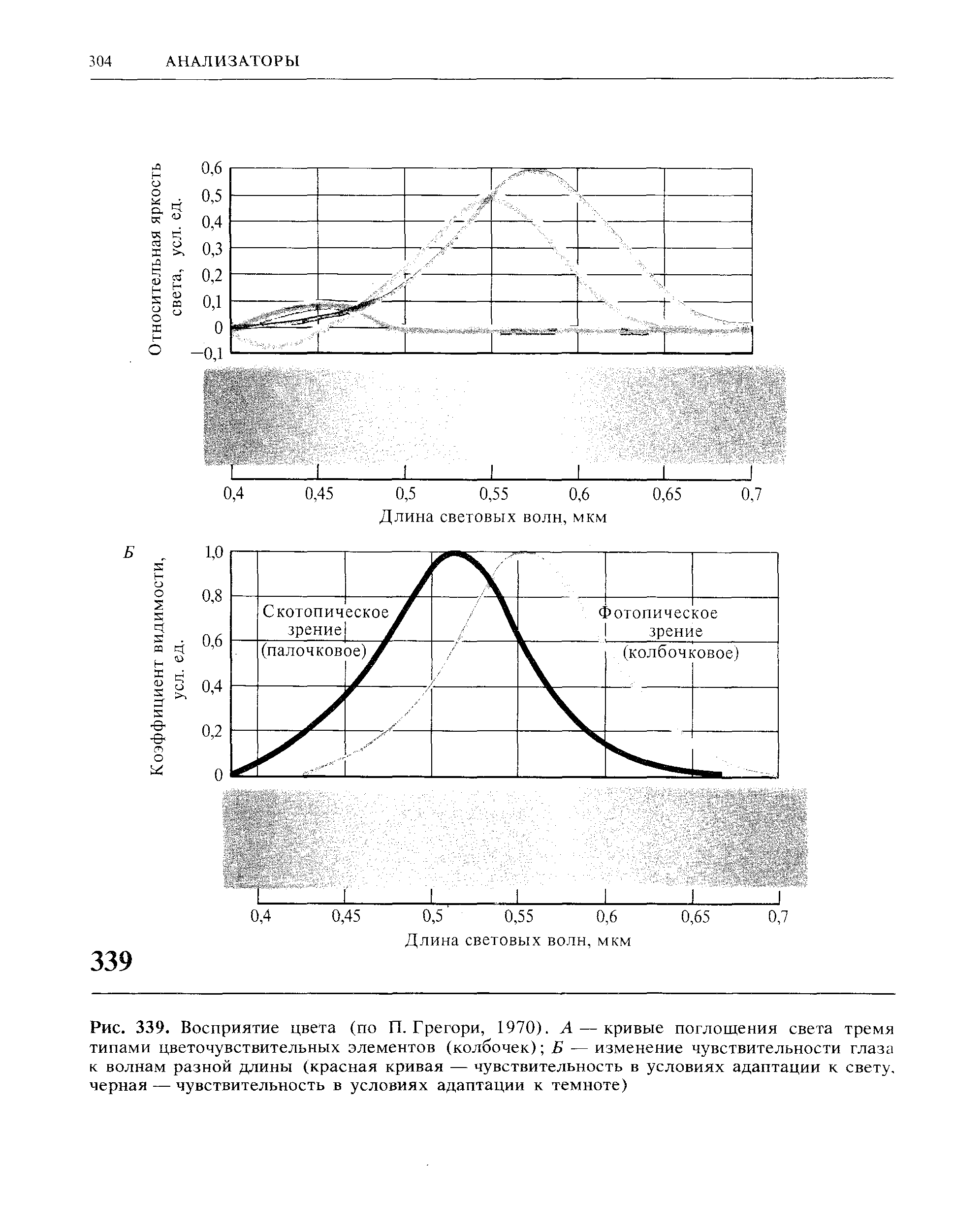 Рис. 339. Восприятие цвета (по П. Грегори, 1970). А — кривые поглощения света тремя типами цветочувствительных элементов (колбочек) Б — изменение чувствительности глаза к волнам разной длины (красная кривая — чувствительность в условиях адаптации к свету, черная — чувствительность в условиях адаптации к темноте)...