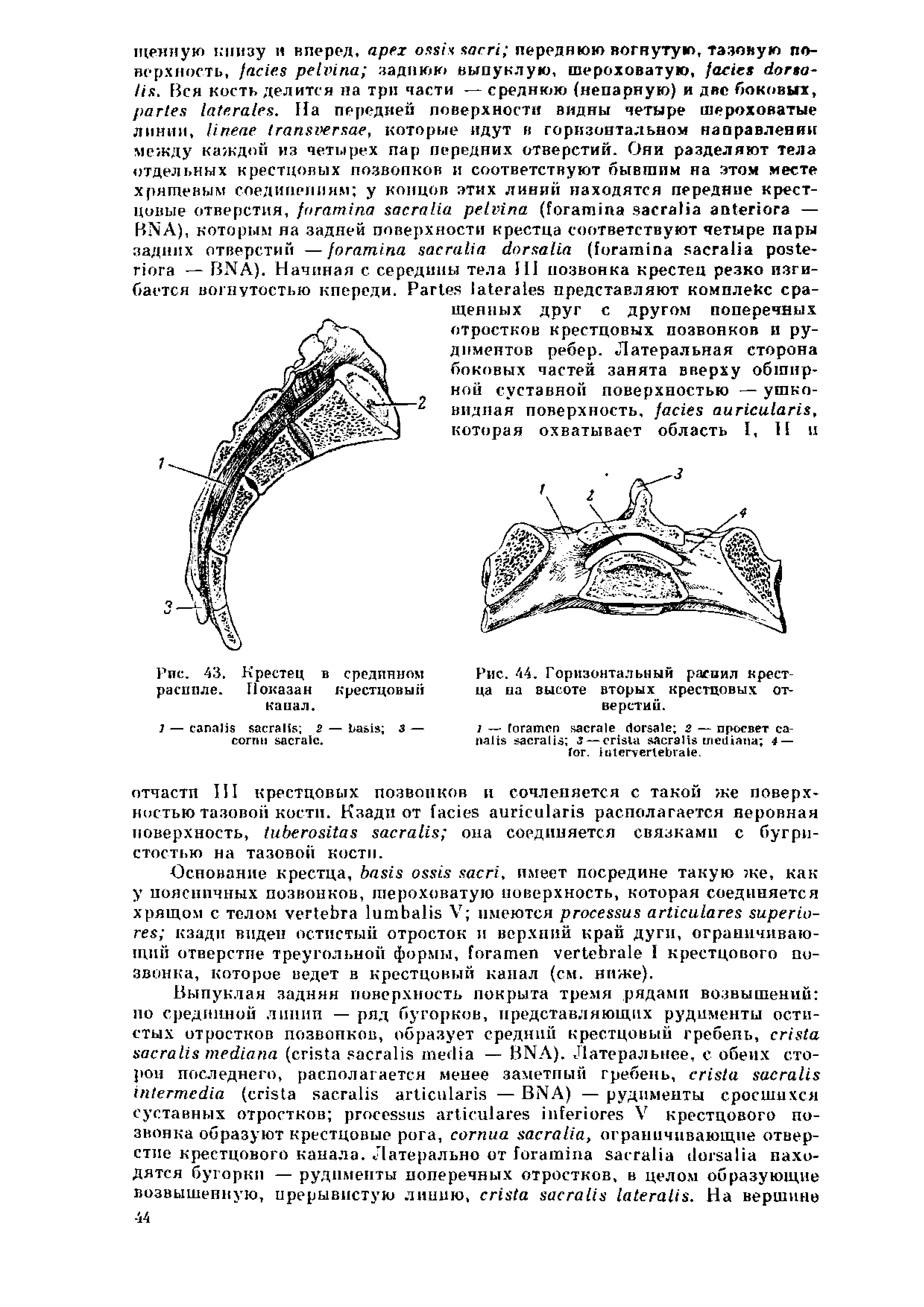 Рис. 43. Крестец в срединном распиле. Показан крестцовый кавал.