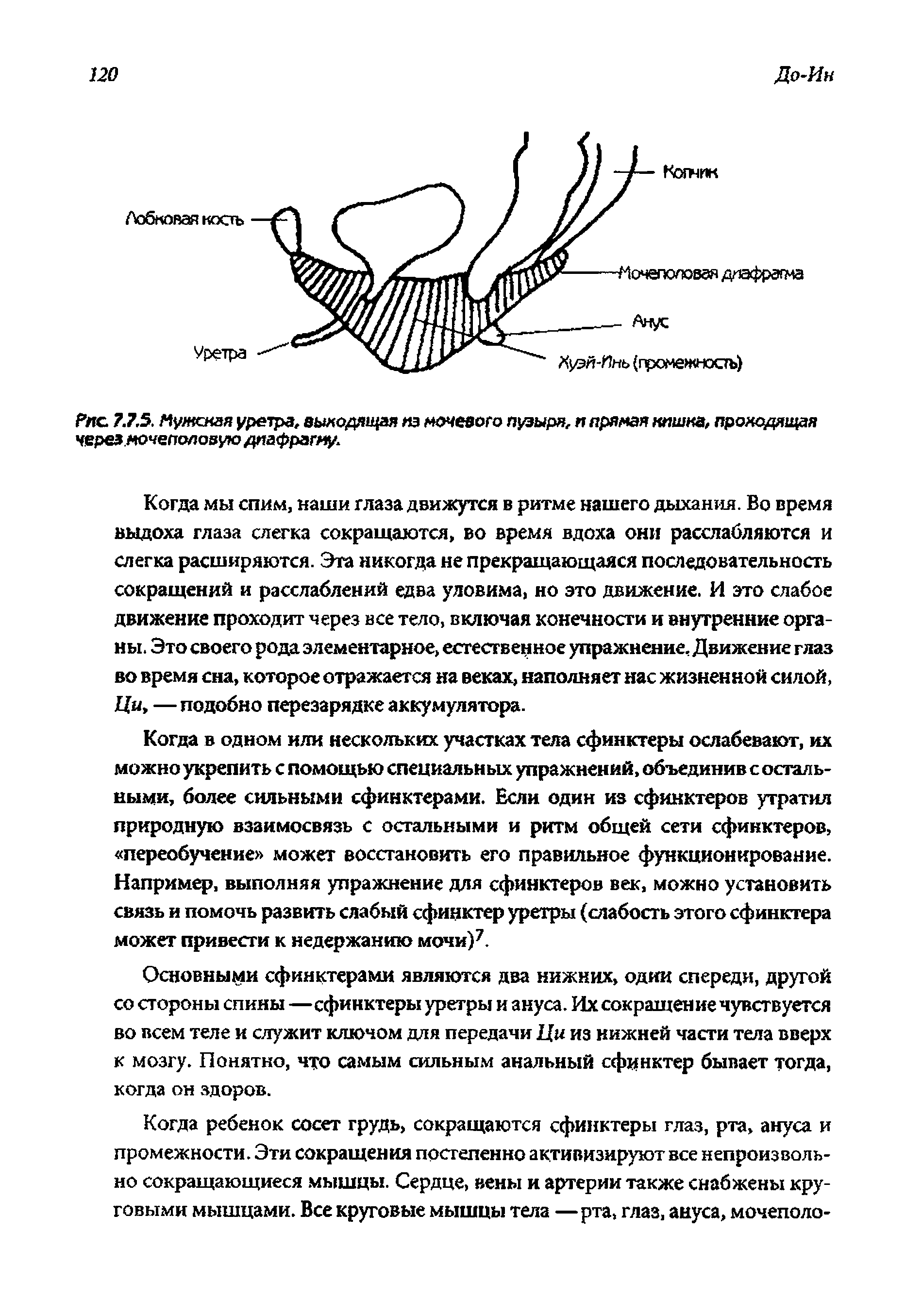 Рис. Р.7.5. Мужская уретра, выходящая яэ мочевого пузыря, и прямая кишка, проходящая через.мочеполовую диафрагму.