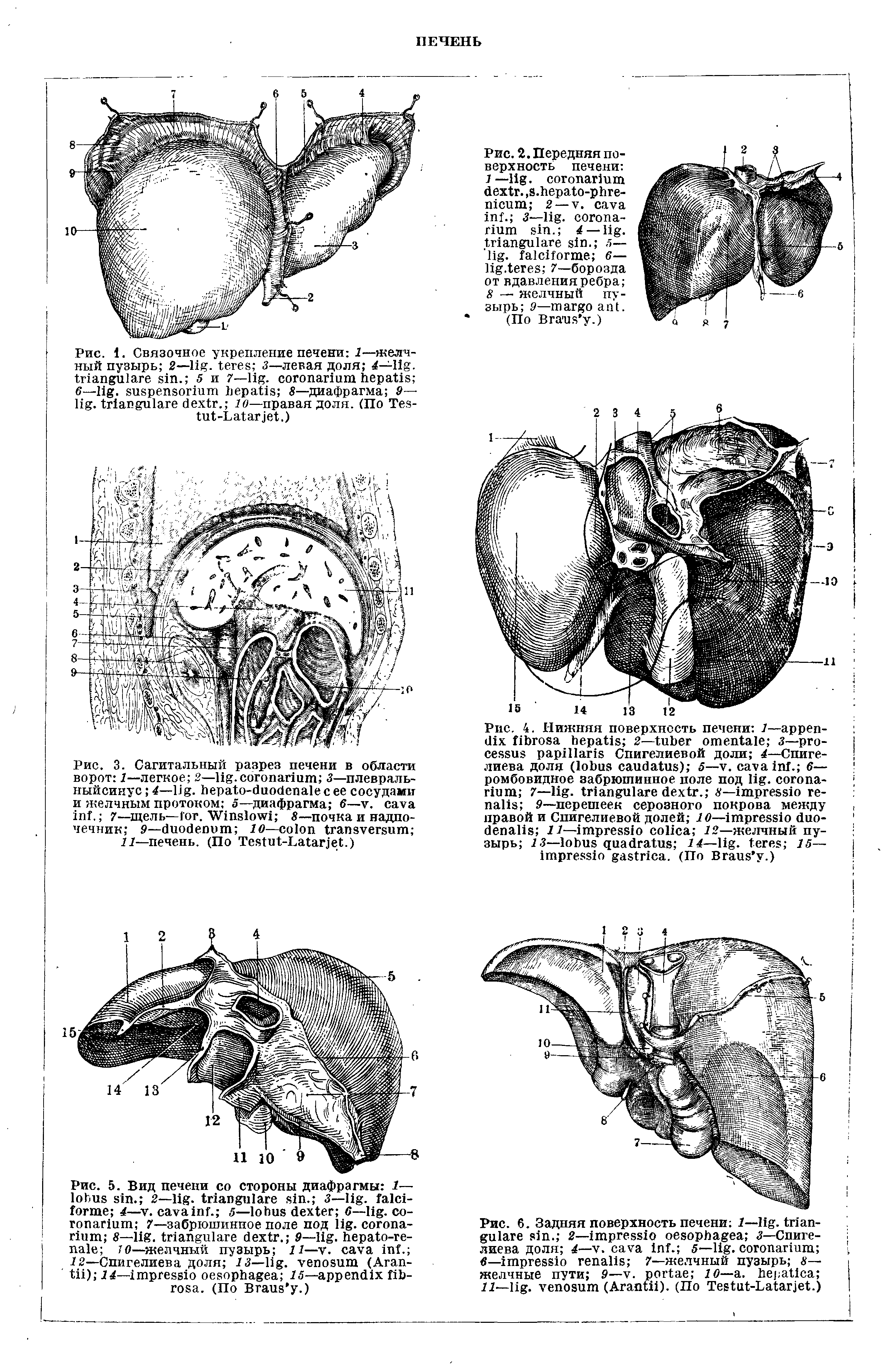 Рис. 6. Задняя поверхность печени /— . . 2— 3—Спигелиева доля 4— . . 5— . — 7—желчный пузырь — желчные пути 9— . 10— . //— . (A ). (По T -L .)...