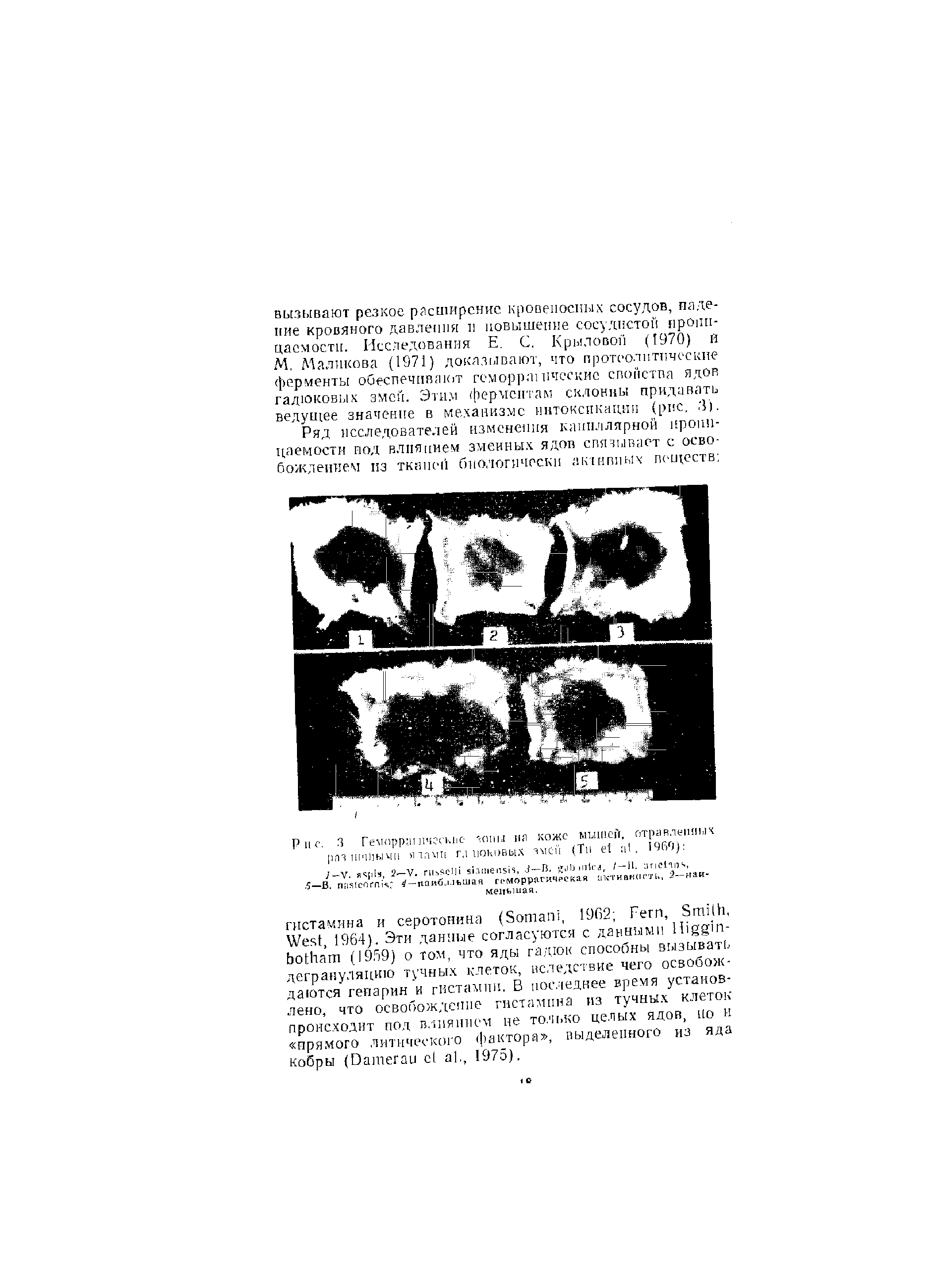 Рис. 3 Гемпрр .н K . - сии,г ня коже мышей, отравленных рстшшьлш н.ш г, иоковы.х змеи (Тп а. 1960) /—V. 2— V. B, J—В. . , / — JI. ...