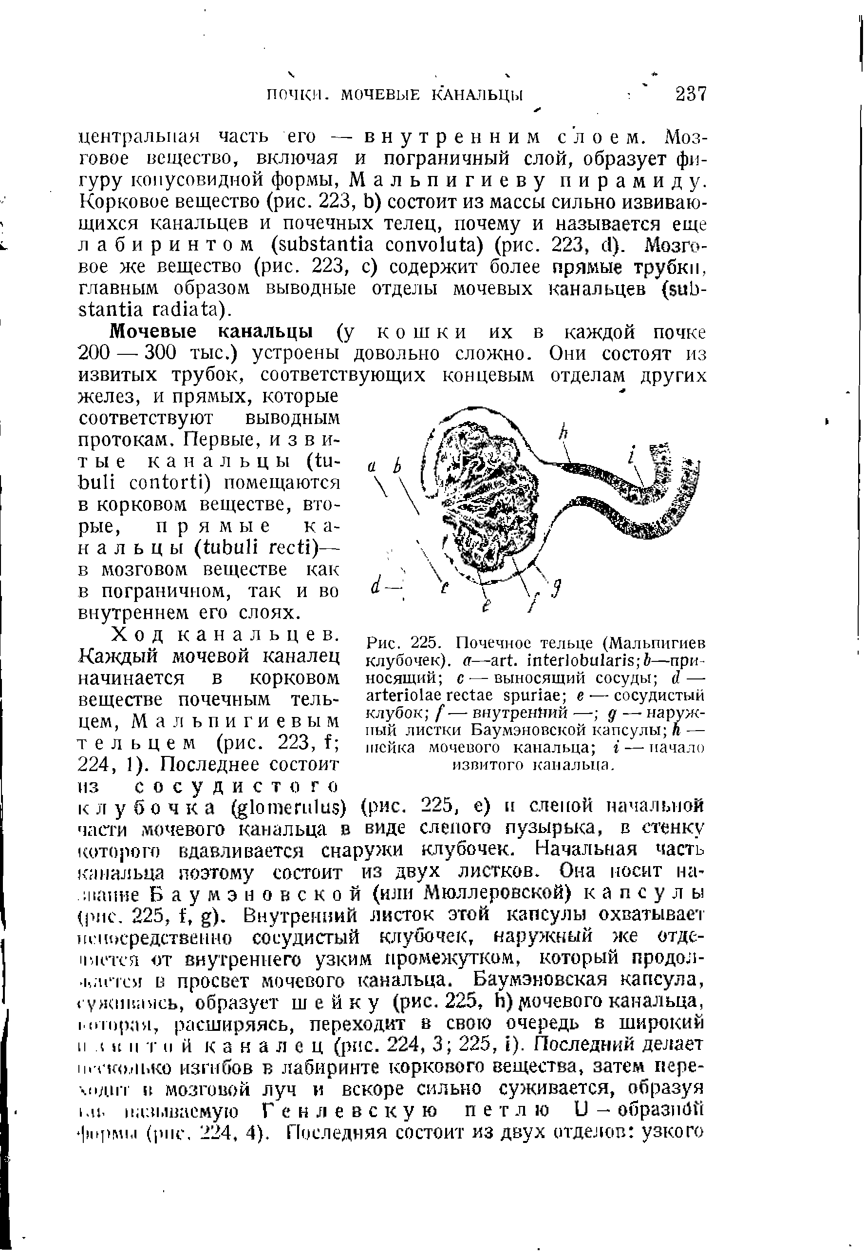 Рис. 225. Почечное тельце (Мальпигиев клубочек), а— . Ъ—приносящий с — выносящий сосуды — в-—сосудистый клубок — внутренний — — наружный листки Баумэновской капсулы Л — шейка мочевого канальца г — начало извитого канальца.