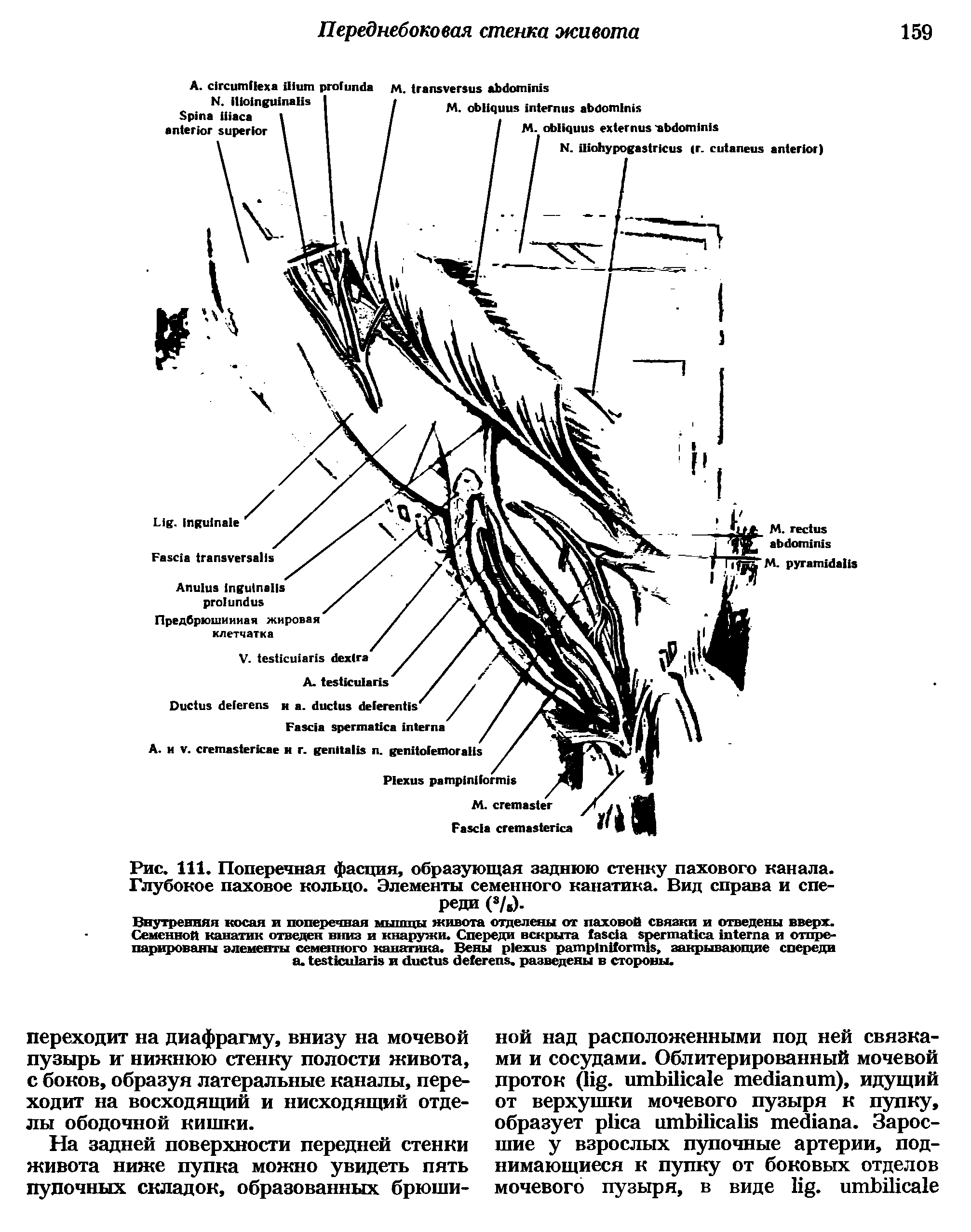 Рис. 111. Поперечная фасция, образующая заднюю стенку пахового канала. Глубокое паховое кольцо. Элементы семенного канатика. Вид справа и спереди (3/б).