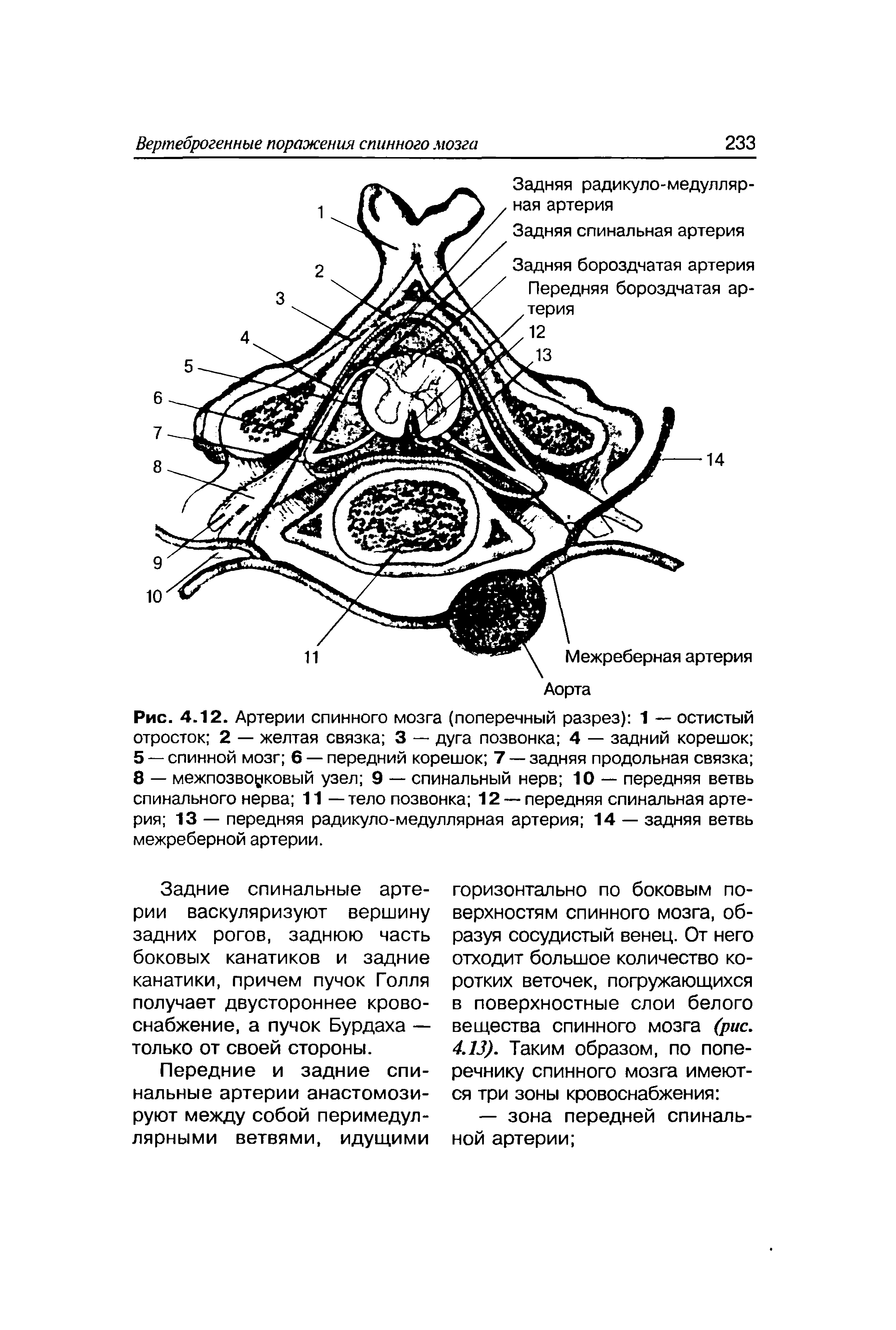 Рис. 4.12. Артерии спинного мозга (поперечный разрез) 1 — остистый отросток 2 — желтая связка 3 — дуга позвонка 4 — задний корешок 5 — спинной мозг 6 — передний корешок 7 — задняя продольная связка 8 — межпозвоуковый узел 9 — спинальный нерв 10 — передняя ветвь спинального нерва 11 — тело позвонка 12 —передняя спинальная артерия 13 — передняя радикуло-медуллярная артерия 14 — задняя ветвь межреберной артерии.