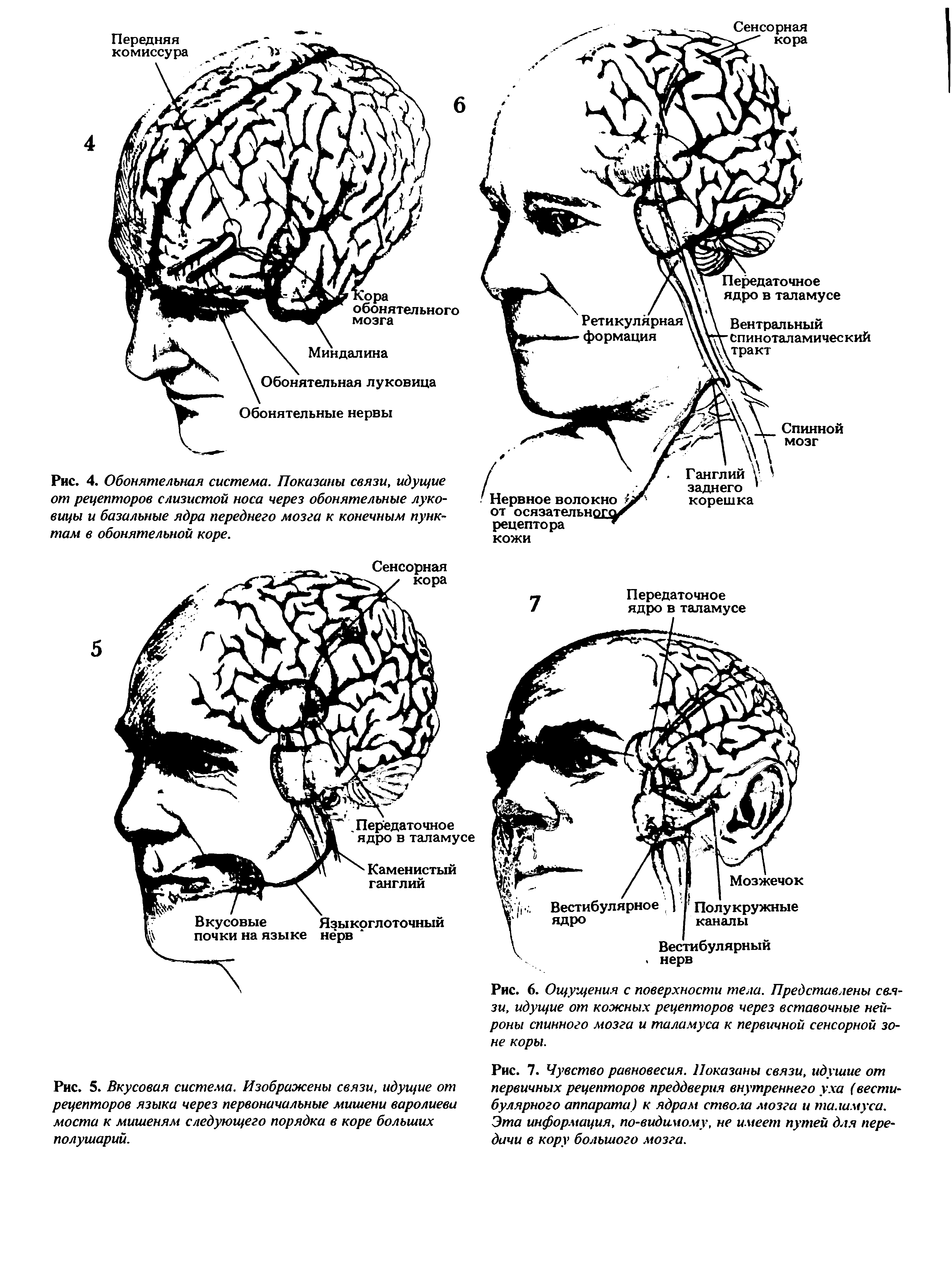 Рис. 7. Чувство равновесия. Показаны связи, идущие от первичных рецепторов преддверия внутреннего уха (вести булярного аппарата) к ядрам ствола мозга и таламуса. Эта информация, по-видимому, не имеет путей для передачи в кору большого мозга.