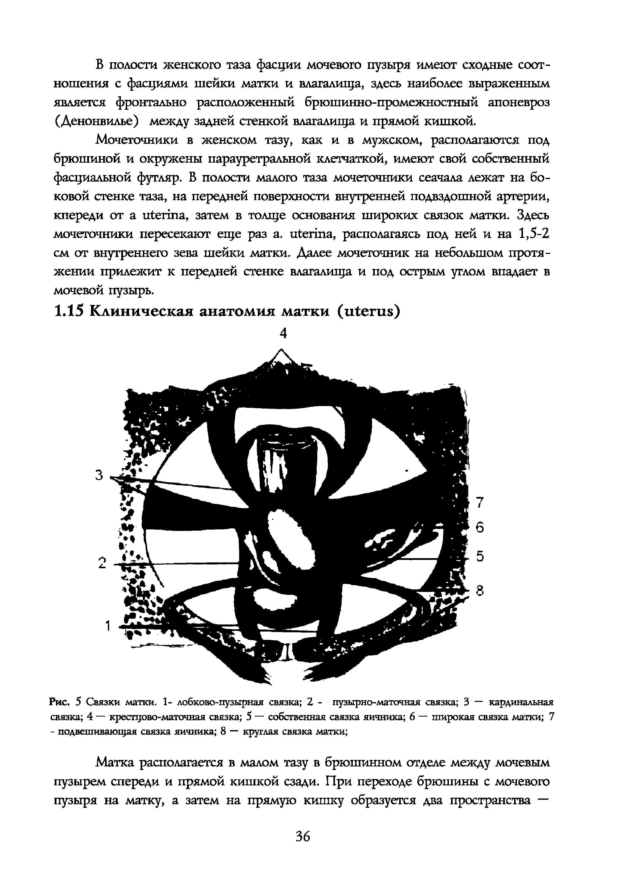 Рис. 5 Связки матки. 1- лобково-пузырная связка 2 - пузырно-маточная связка 3 — кардинальная связка 4 — крестцово-маточная связка 5 — собственная связка яичника 6 — широкая связка матки 7 - подвешивающая связка яичника 8 — круглая связка матки ...