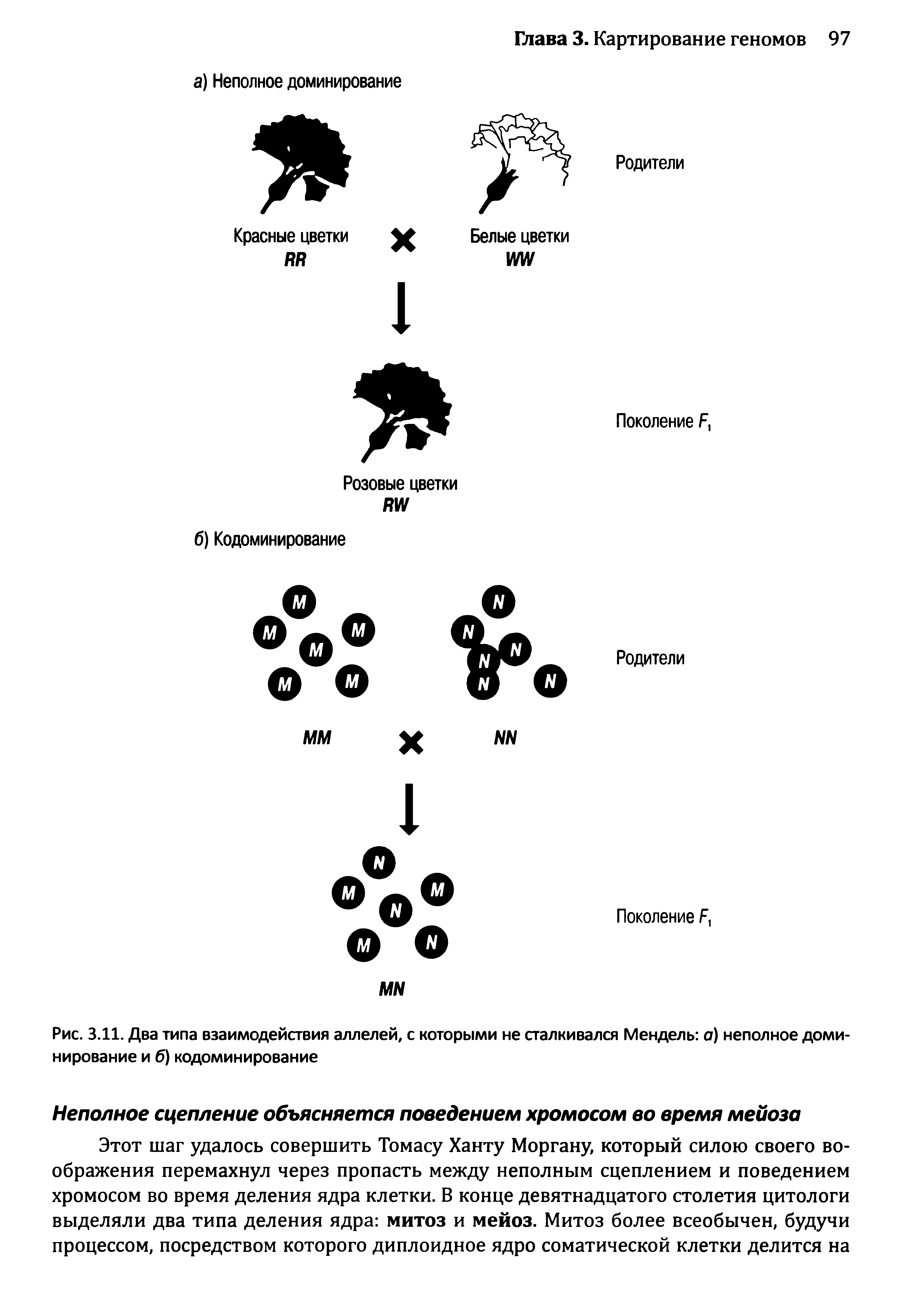Рис. 3.11. Два типа взаимодействия аллелей, с которыми не сталкивался Мендель а) неполное доминирование и б) кодоминирование...