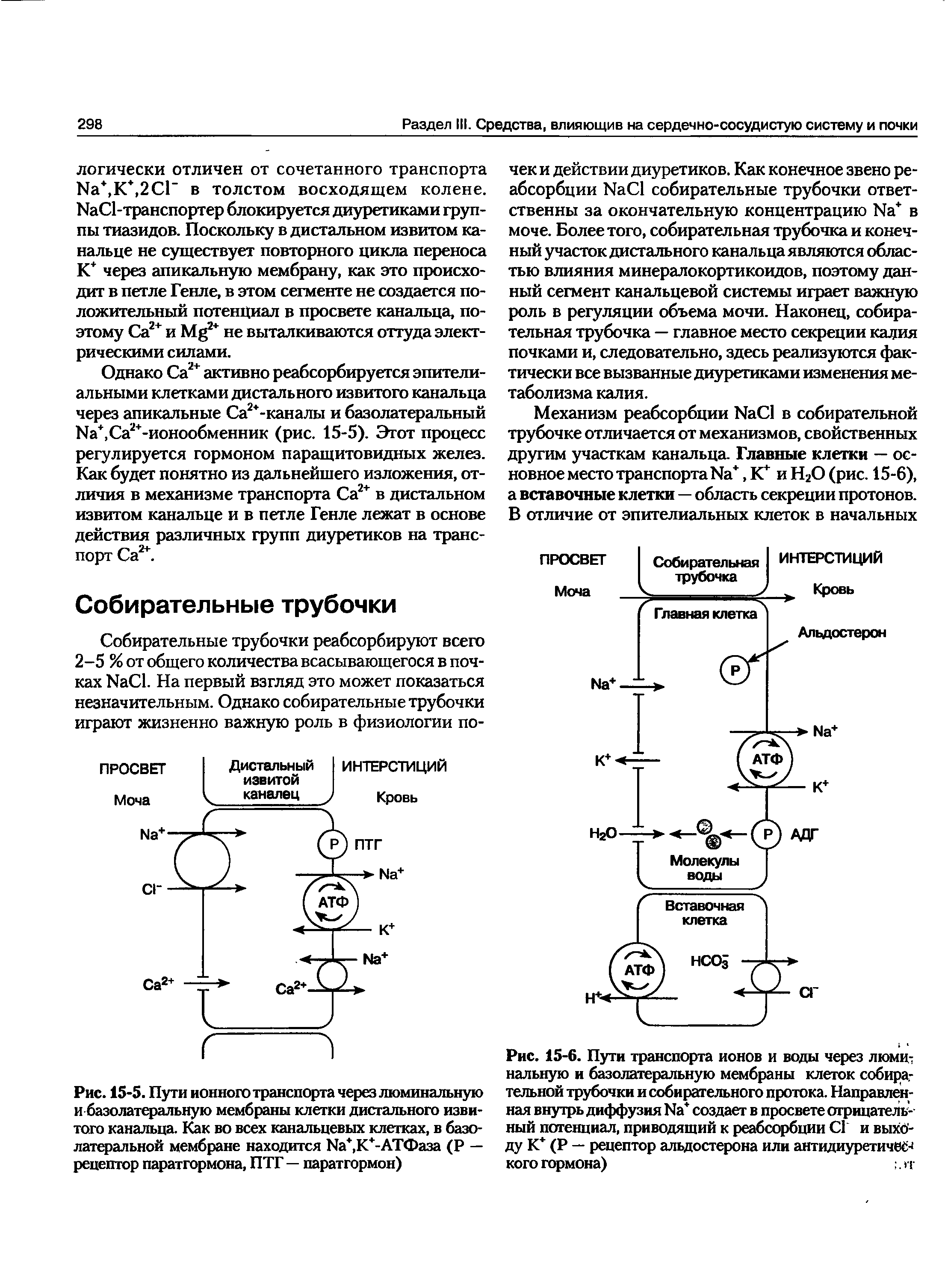 Рис. 15-6. Пути транспорта ионов и воды через люминальную и базолатеральную мембраны клеток собирательной трубочки и собирательного протока. Направленная внутрь диффузия Иа создает в просвете отрицательный потенциал, приводящий к реабсорбции С1 и выходу К+ (Р — рецептор альдостерона или антидиуретичбС-< кого гормона) .>т...