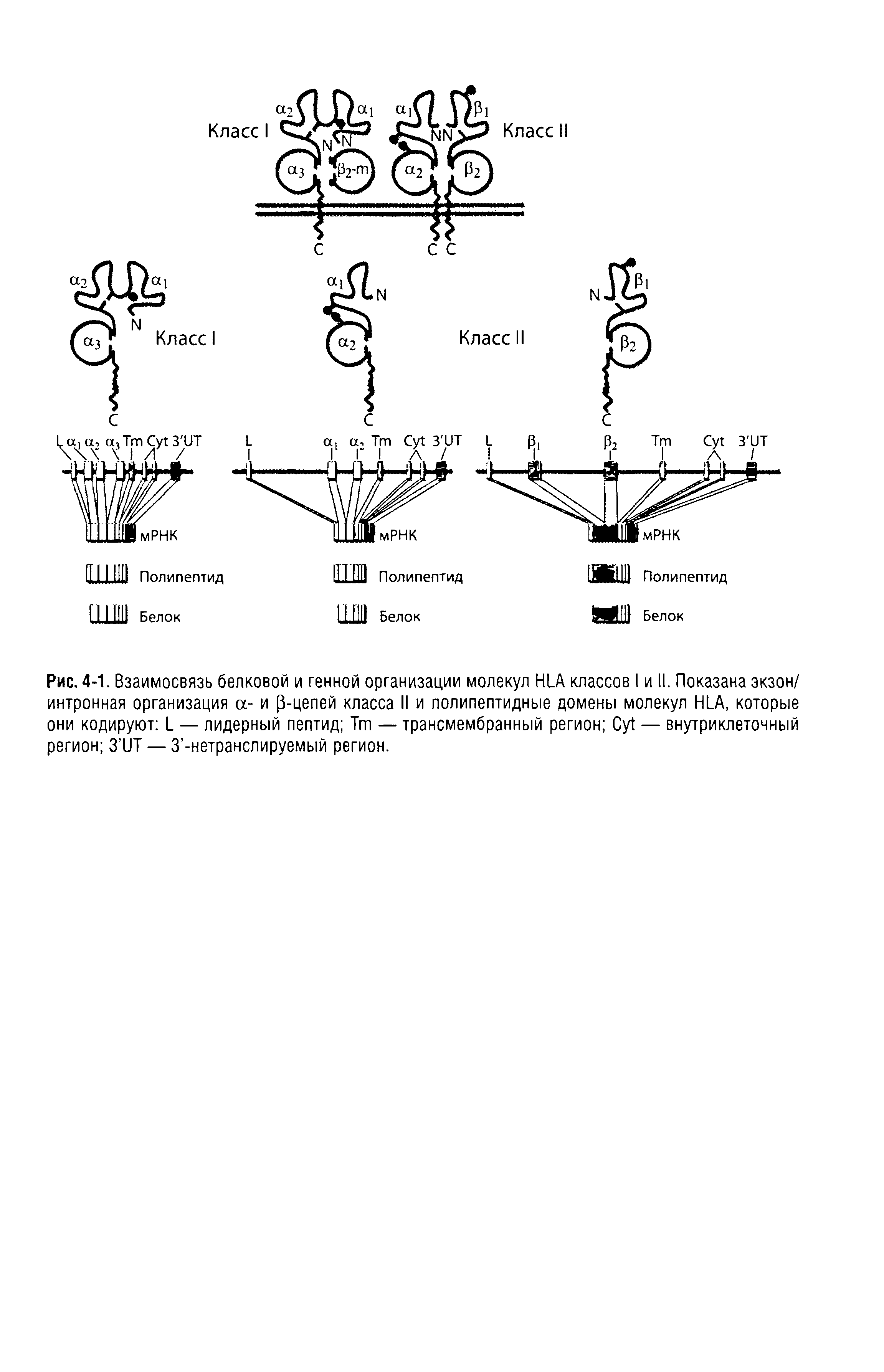 Рис. 4-1. Взаимосвязь белковой и генной организации молекул HLA классов I и II. Показана экзон/ интронная организация а- и [3-цепей класса II и полипептидные домены молекул HLA, которые они кодируют L — лидерный пептид Тт — трансмембранный регион C — внутриклеточный регион 3 UT — З -нетранслируемый регион.