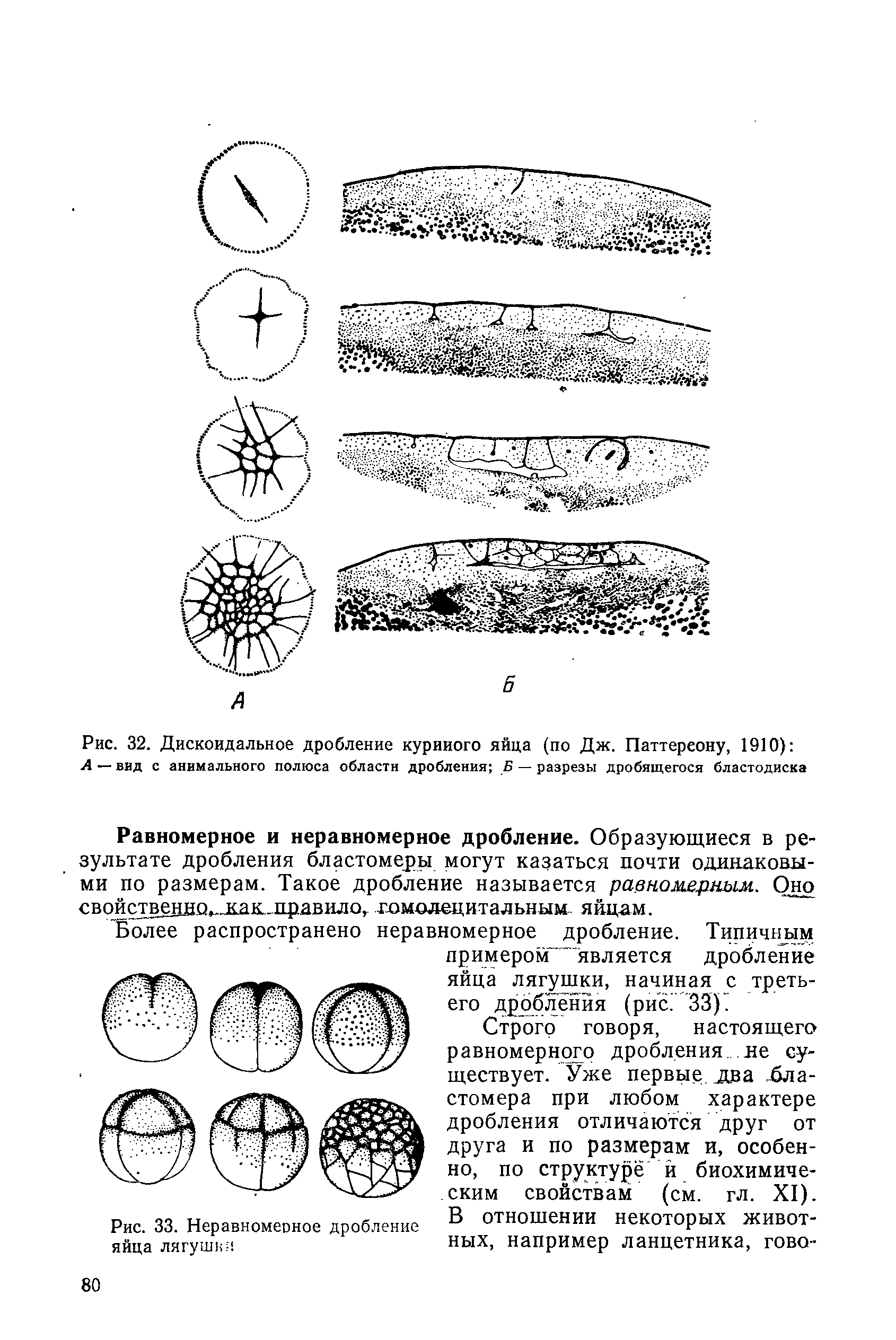 Рис. 33. Неравномерное дробление В отношении некоторых ЖИВОТ-яйца лягушка ных> например ланцетника, гово-...