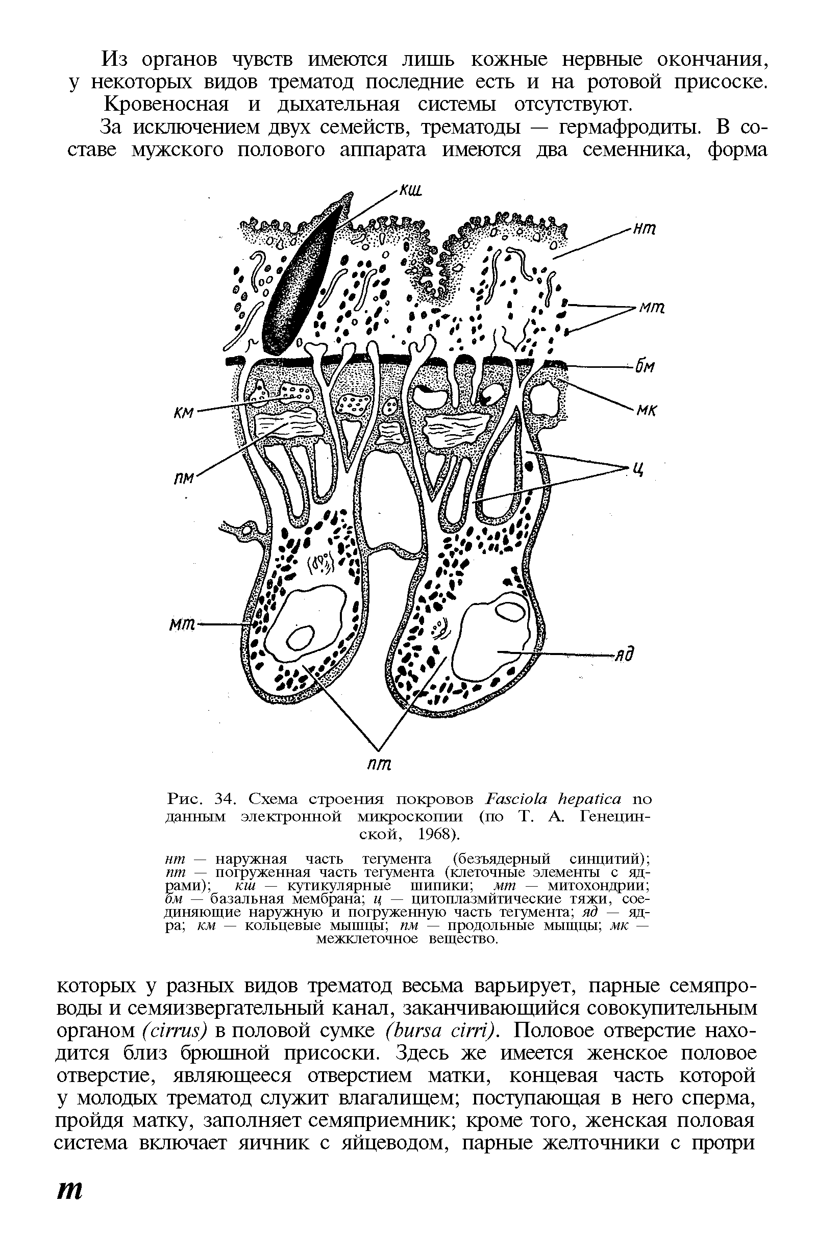 Рис. 34. Схема строения покровов F данным электронной микроскопии (по Т. А. Генецин-ской, 1968).