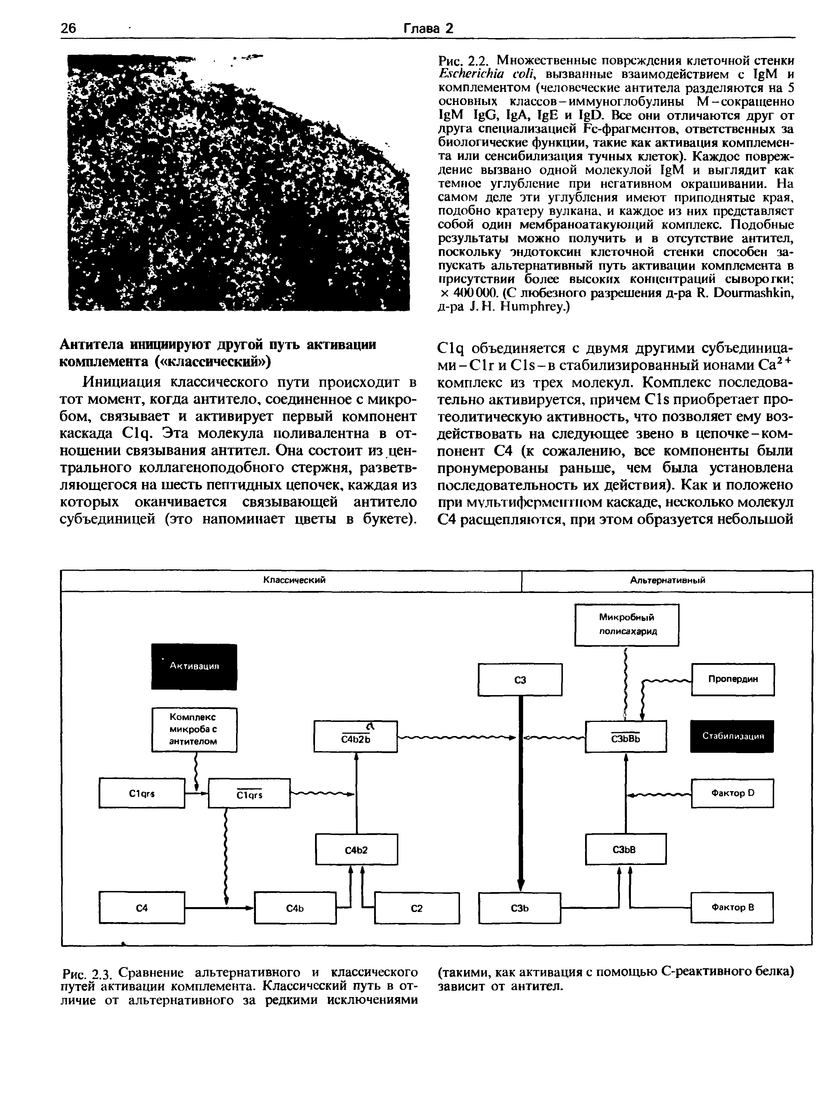 Рис. 2.3. Сравнение альтернативного и классического (такими, как активация с помощью С-реактивного белка) путей активации комплемента. Классический путь в от- зависит от антител.