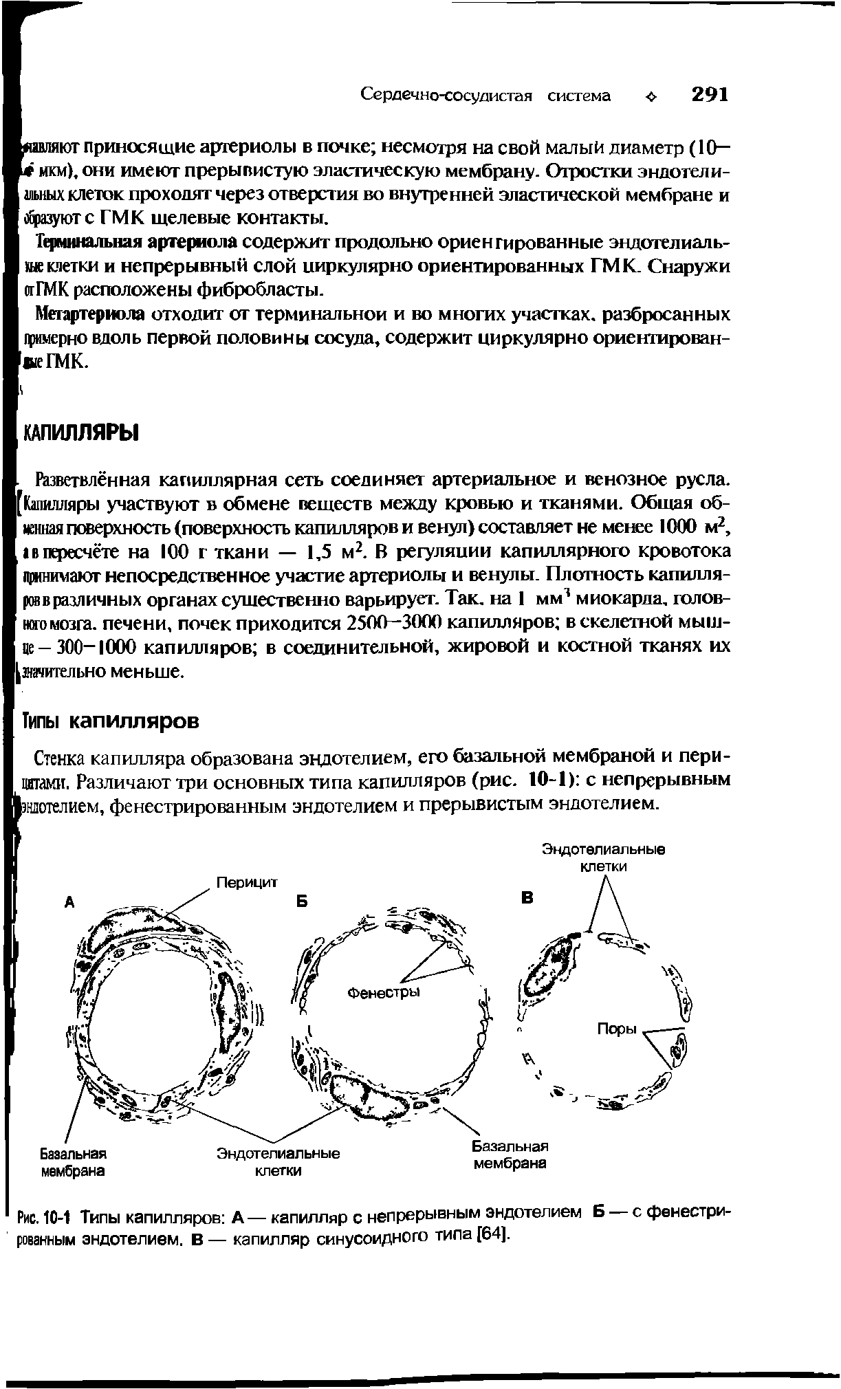 Рис. 10-1 Типы капилляров А—капилляр с непрерывным эндотелием Б с фенестрированным эндотелием. В — капилляр синусоидного типа [64].