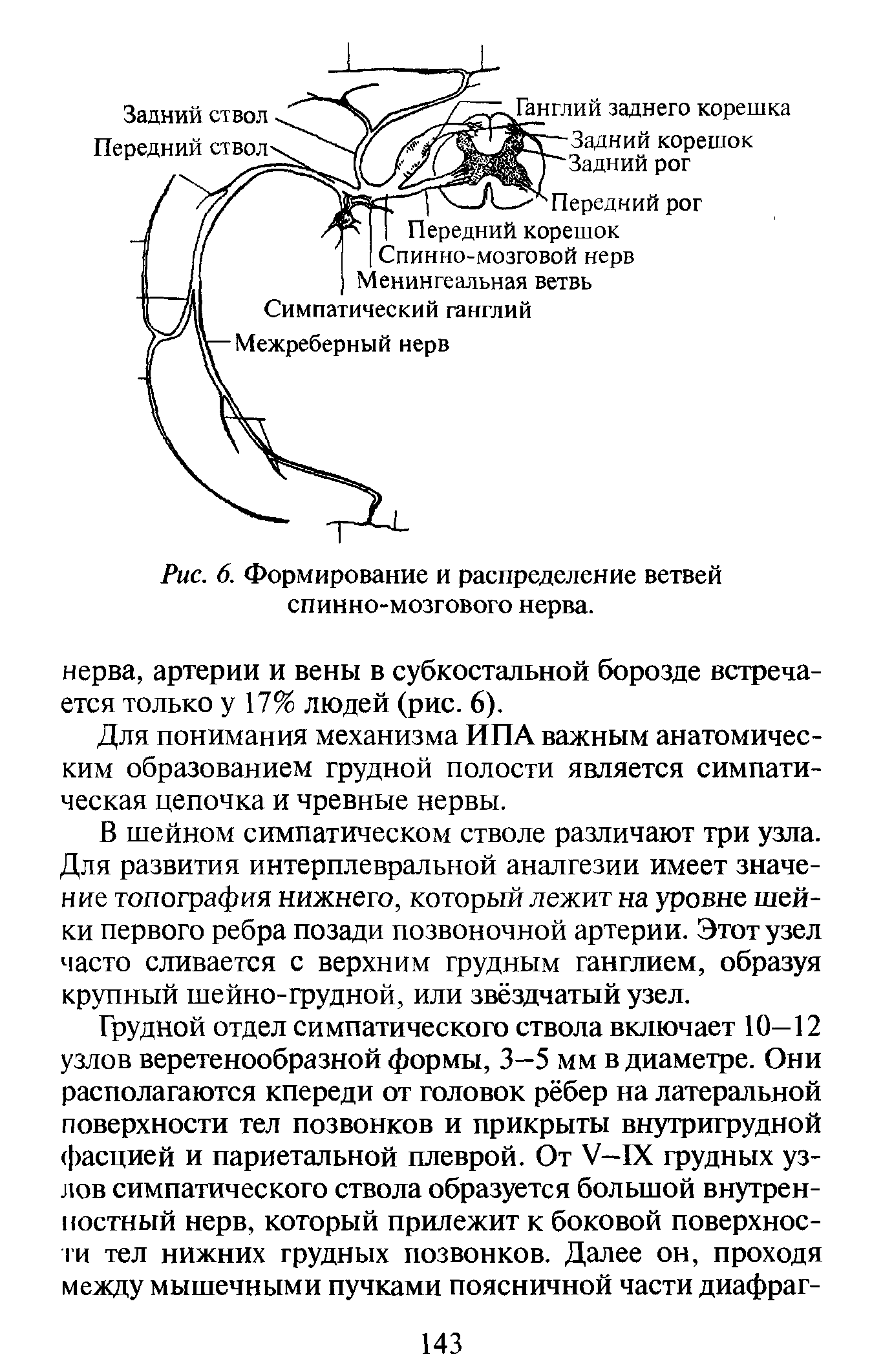 Рис. 6. Формирование и распределение ветвей спинно-мозгового нерва.