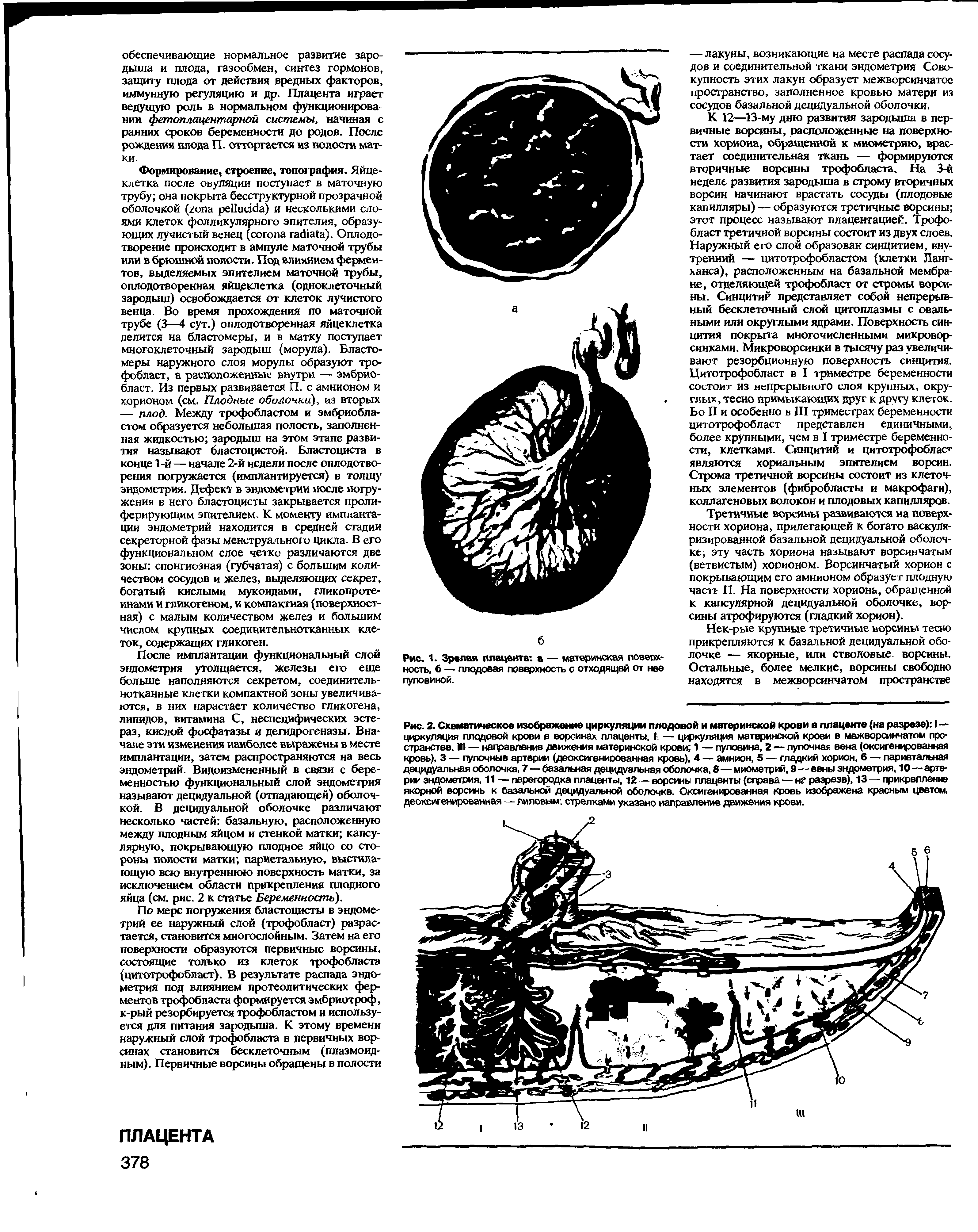 Рис. 1. Зрелая плацента, а — материнская поверхность, б — плодовая поверхность с отходящей от нее пуповиной.