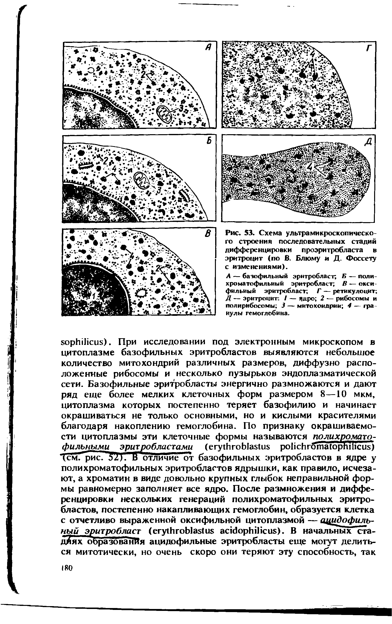 Рис. 53. Схема ультрамикроскопическо-го строения последовательных стадий дифференцировки проэритробласта в эритроцит (по В. Блюму и Д. Фоссету с изменениями).