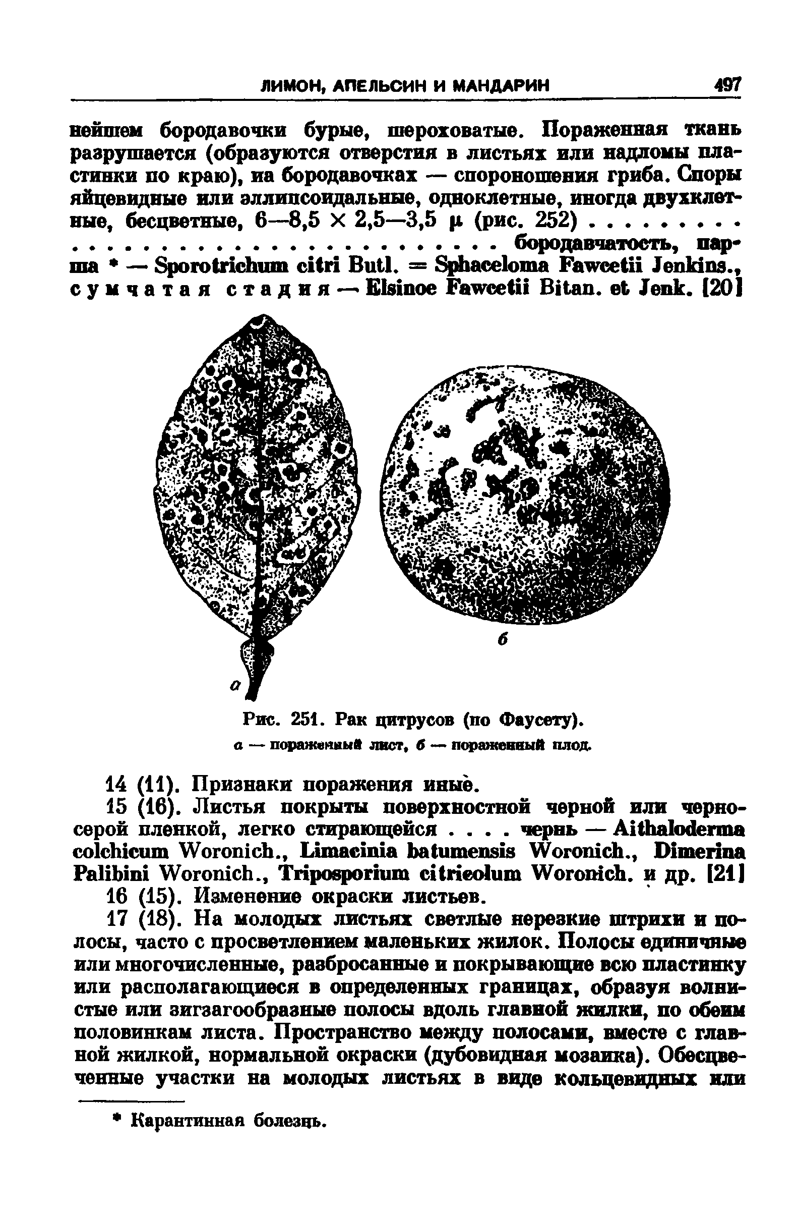 Рис. 251. Рак цитрусов (по Фаусету). а — пораженный лист, б — пораженный плод.