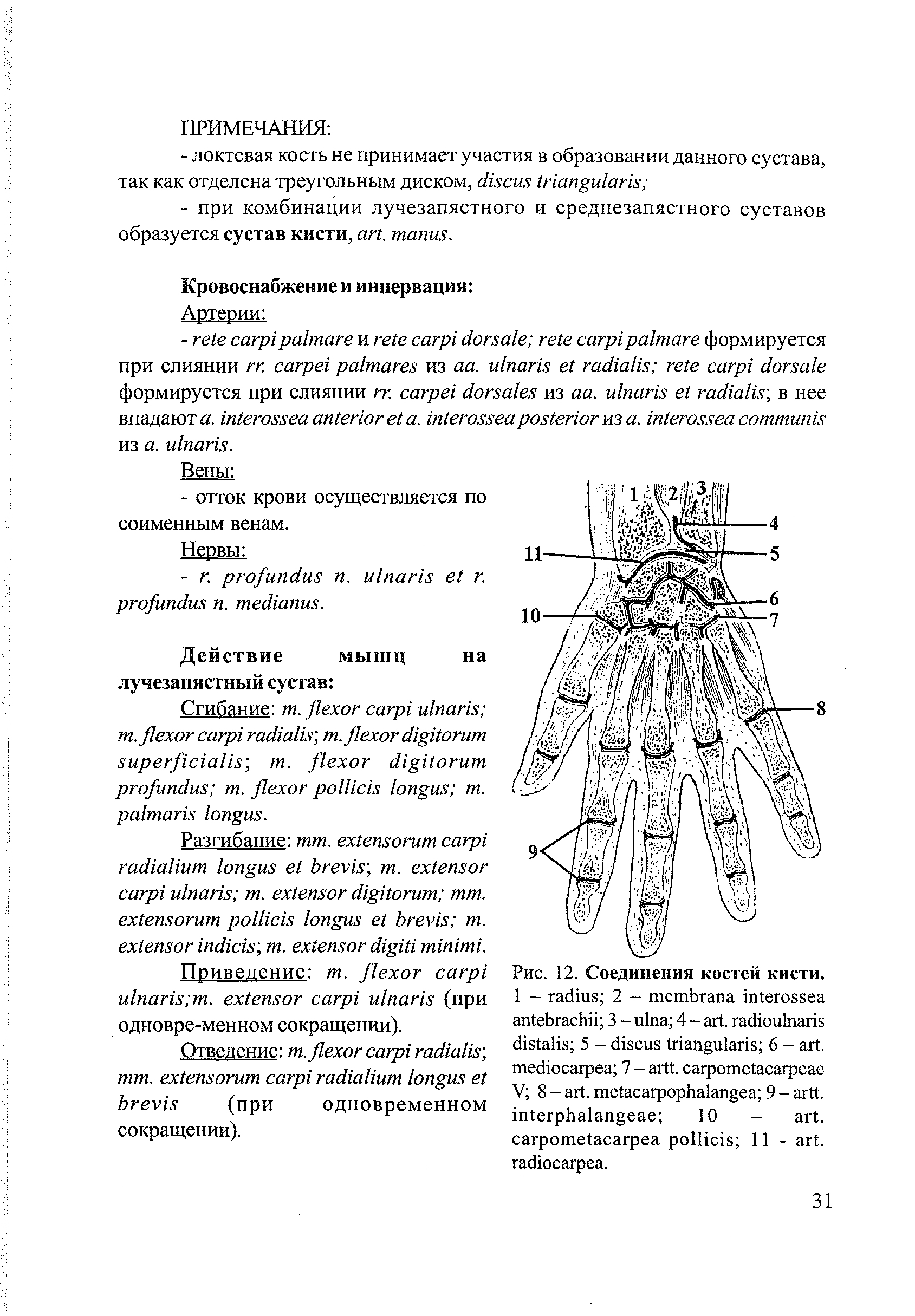 Рис. 12. Соединения костей кисти. 1 - 2 - 3 - 4 - . 5 - 6 - . 7 - . V 8 - . 9 - . 10 - .