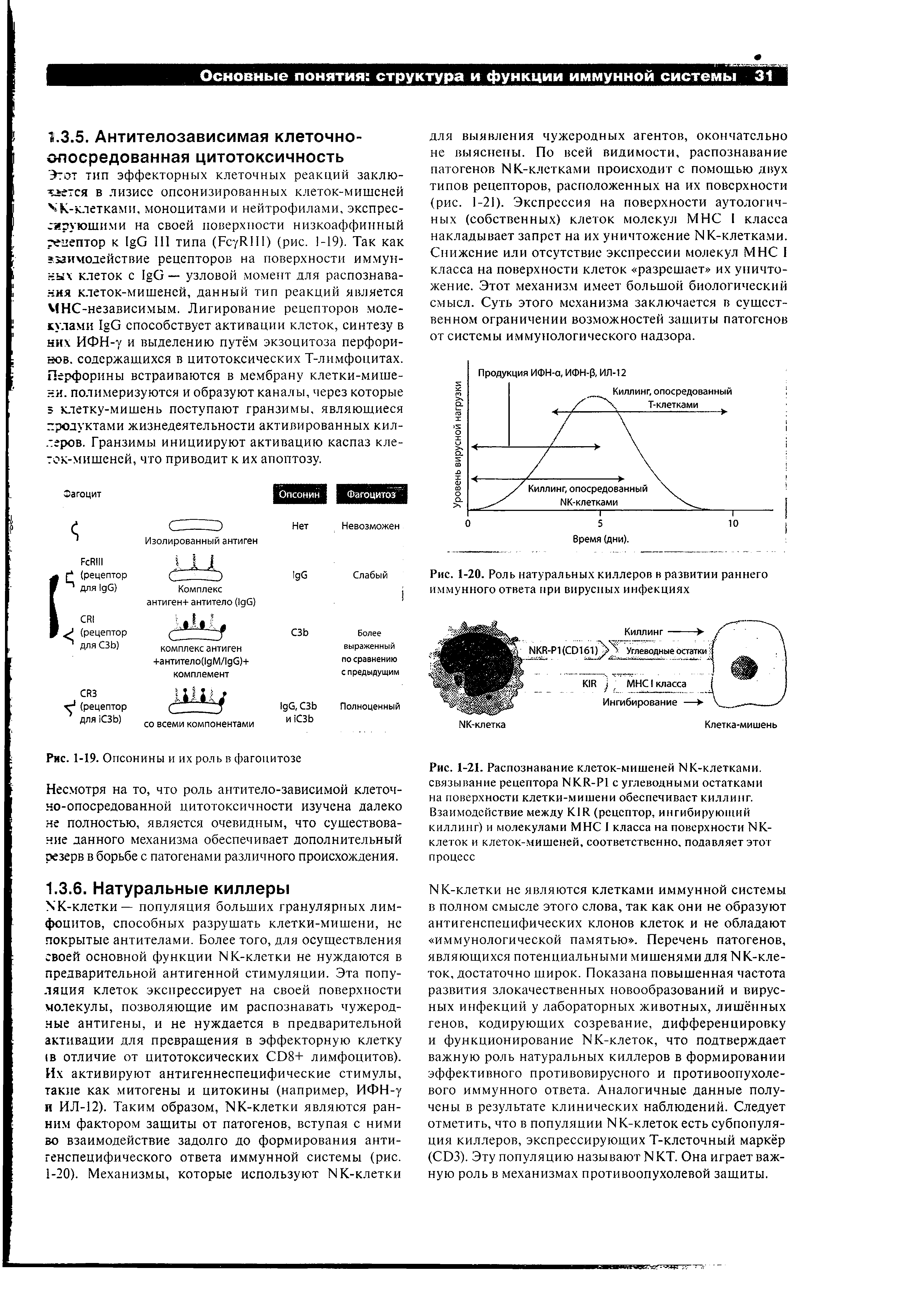 Рис. 1-20. Роль натуральных киллеров в развитии раннего иммунного ответа при вирусных инфекциях...