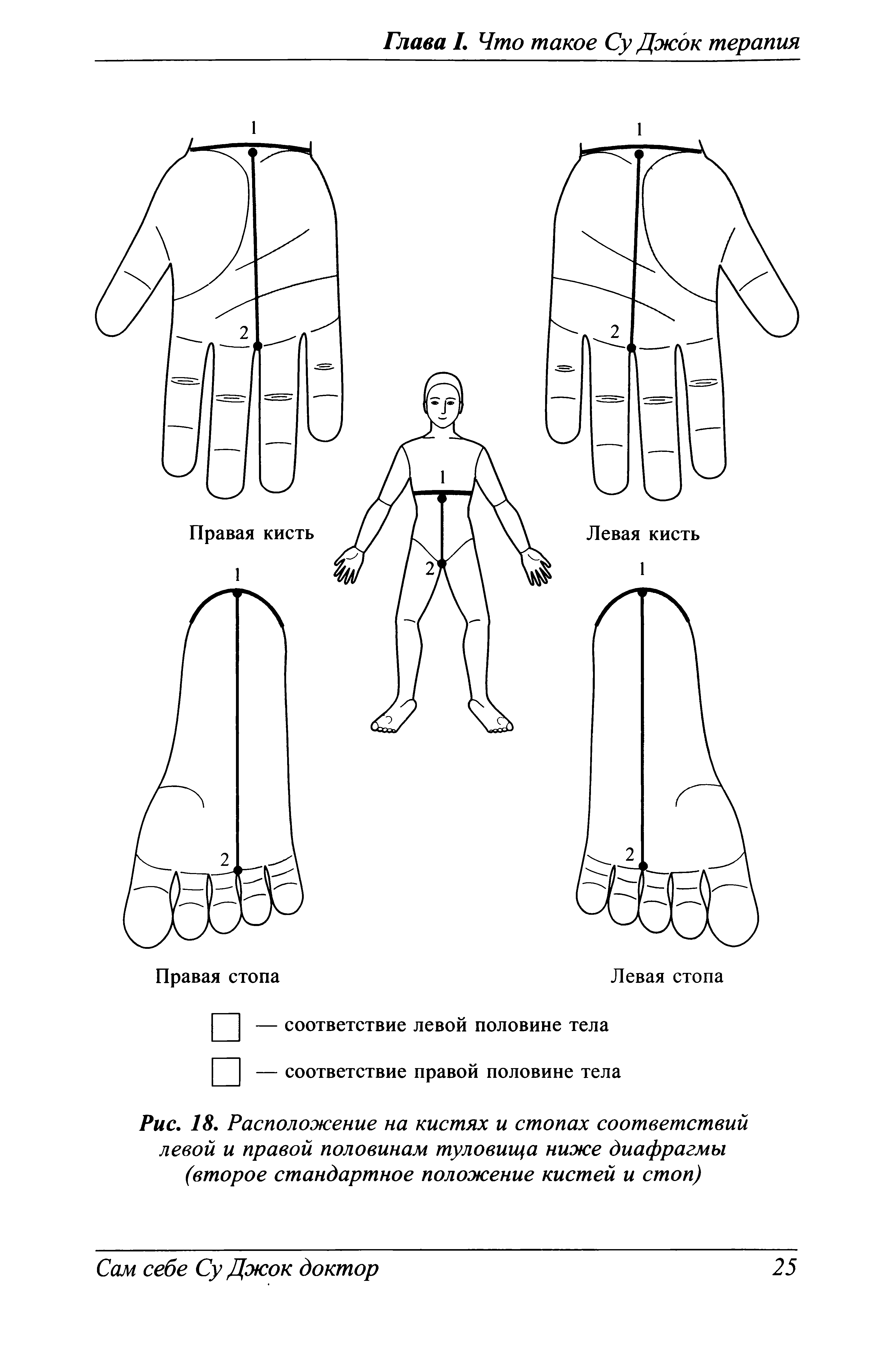 Рис. 18. Расположение на кистях и стопах соответствий левой и правой половинам туловища ниже диафрагмы (второе стандартное положение кистей и стоп)...
