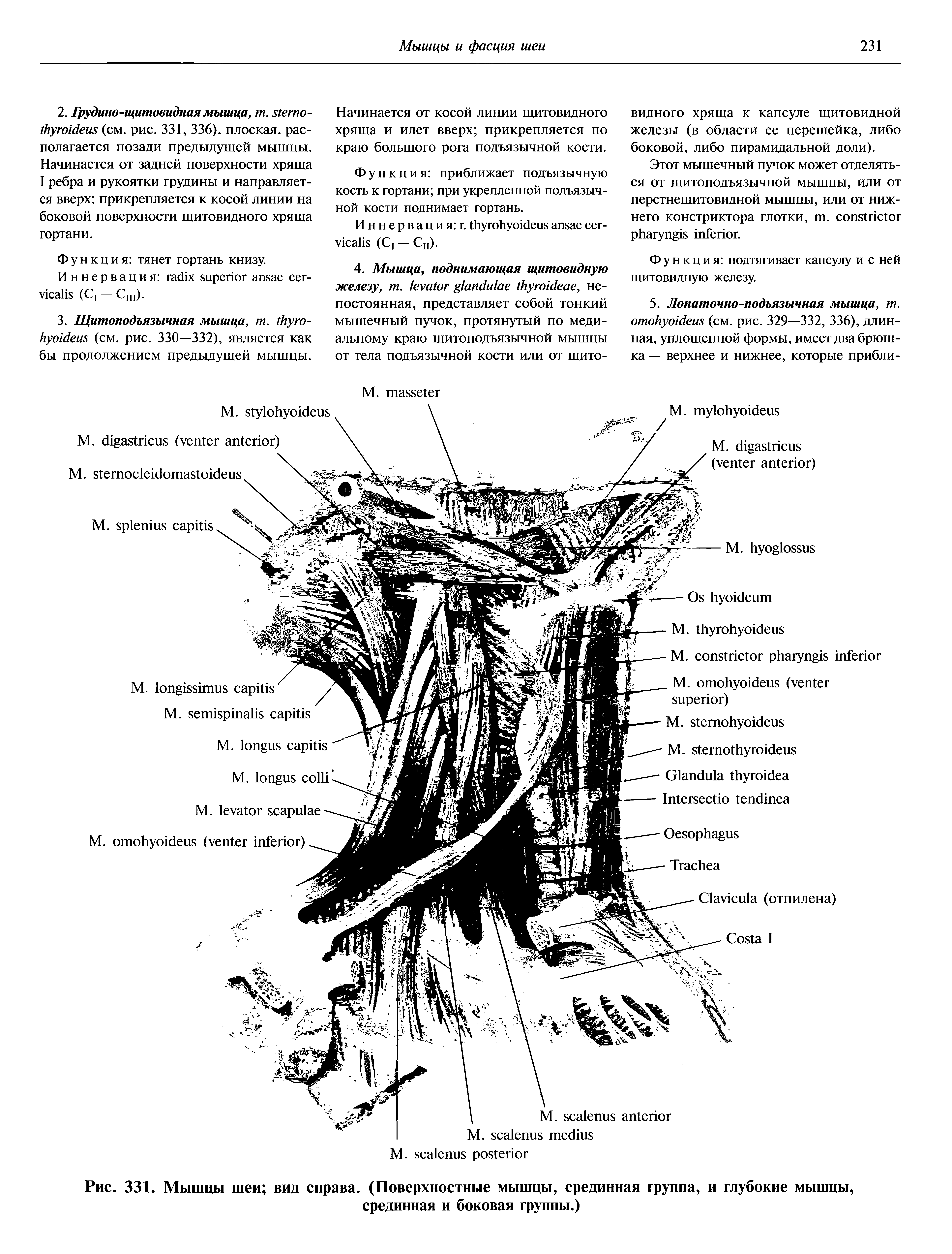 Рис. 331. Мышцы шеи вид справа. (Поверхностные мышцы, срединная группа, и глубокие мышцы, срединная и боковая группы.)...