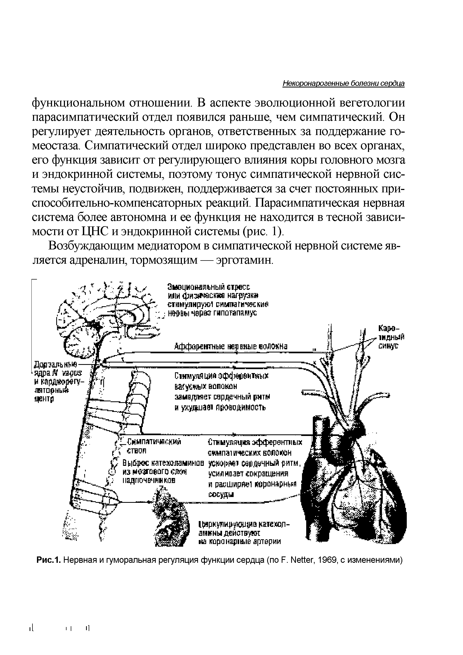 Рис.1. Нервная и гуморальная регуляция функции сердца (по F. N , 1969, с изменениями)...