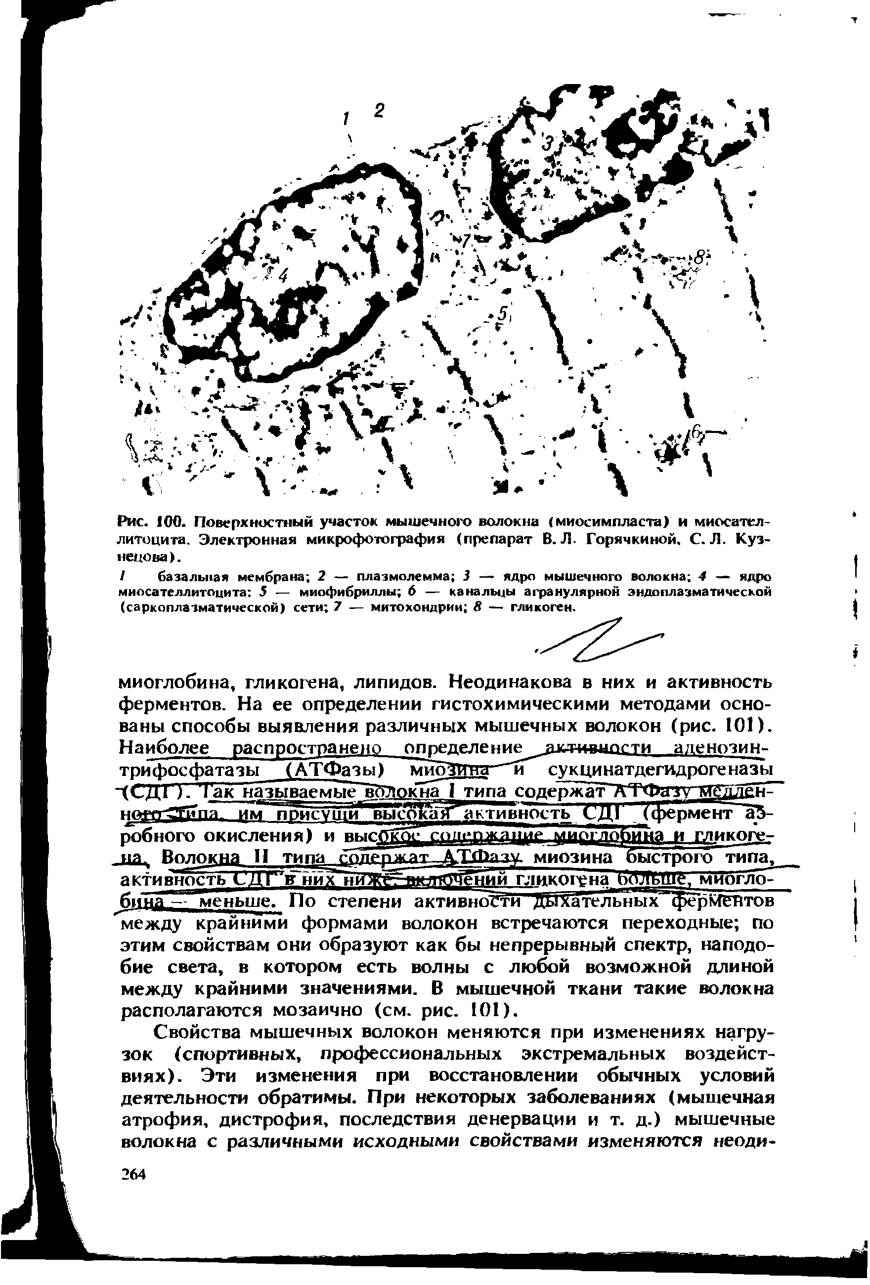 Рис. 100. Поверхностный участок мышечного волокна (миосимпласта) и миосател-литоцита. Электронная микрофотография (препарат В. Л- Горячкиной. С. Л. Кузнецова >.