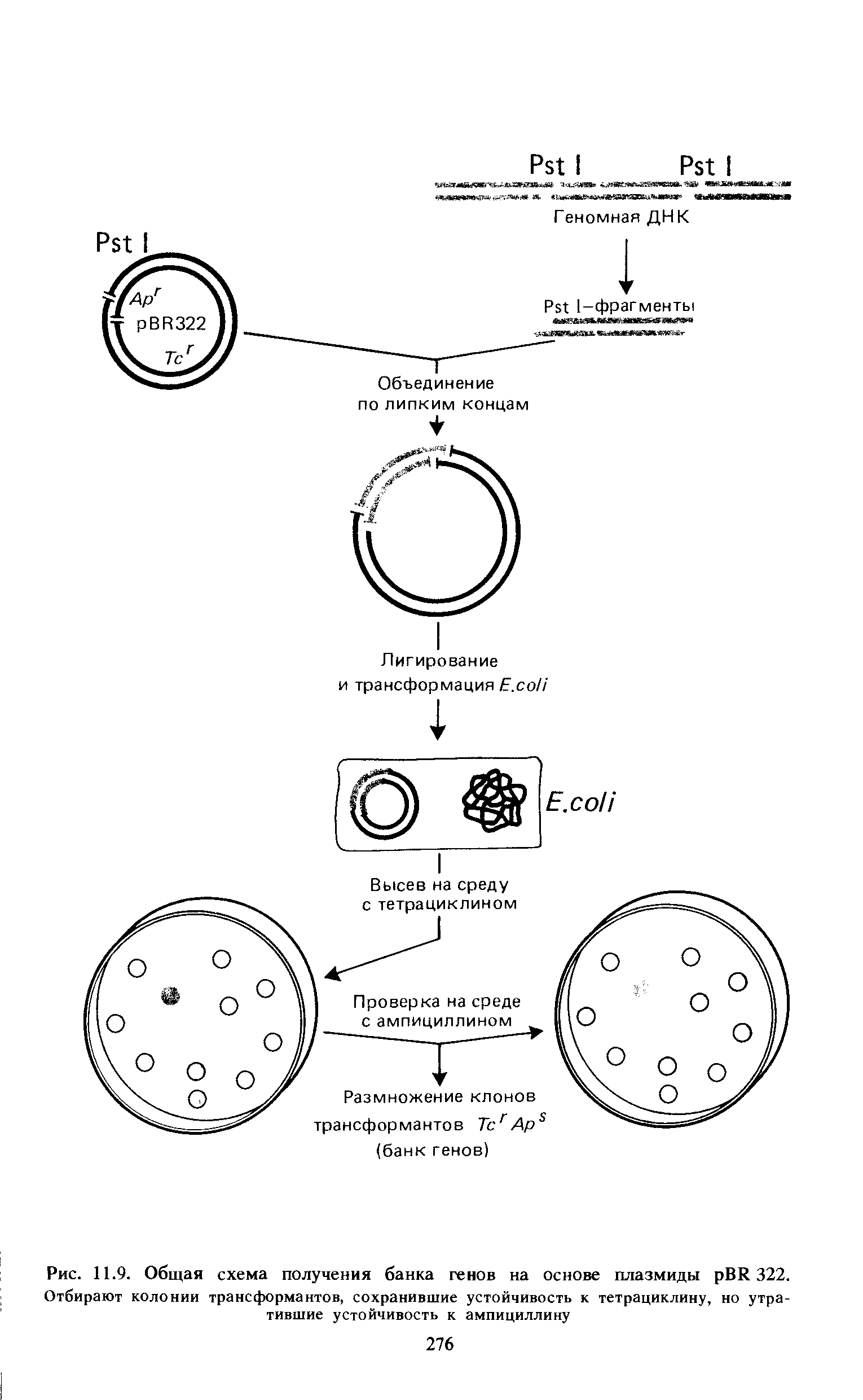 Рис. 11.9. Общая схема получения банка генов на основе плазмиды рВК 322.