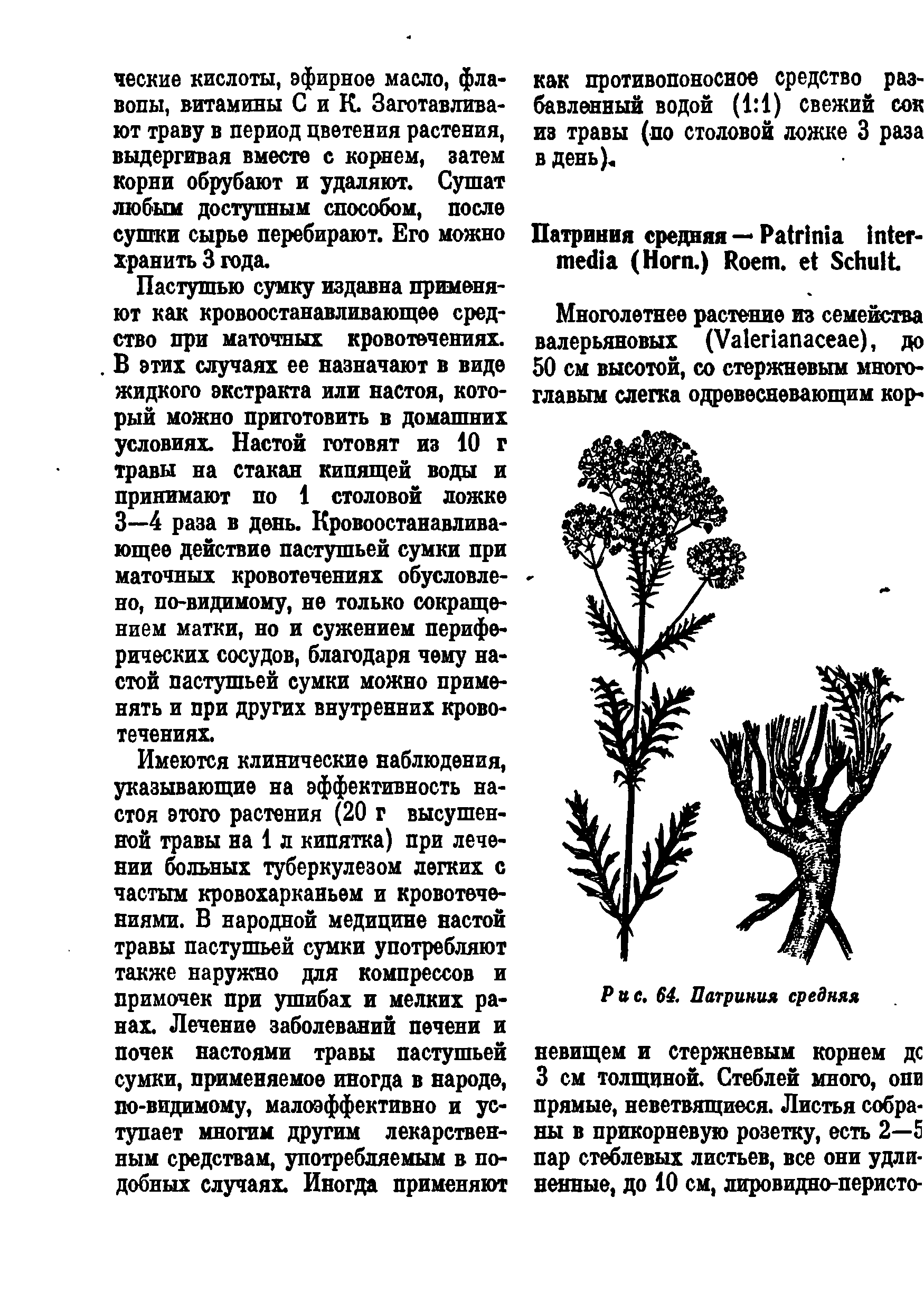 Рис. 64. Патриния средняя невищем и стержневым корнем дс 3 см толщиной. Стеблей много, они прямые, неветвящиеся. Листья собраны в прикорневую розетку, есть 2—5 пар стеблевых листьев, все они удлиненные, до 10 см, лировидно-перисто-...