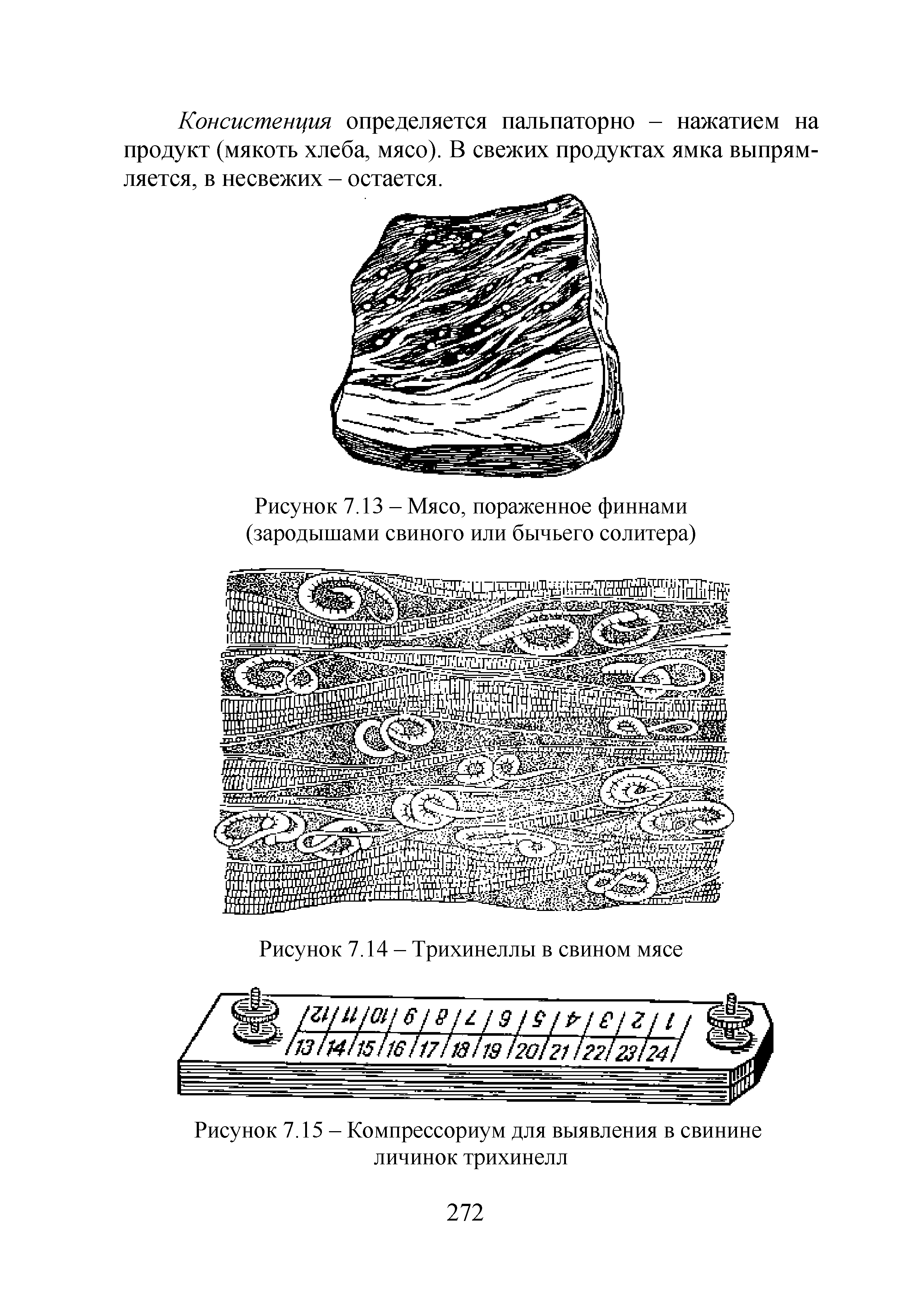 Рисунок 7.13 - Мясо, пораженное финнами (зародышами свиного или бычьего солитера)...