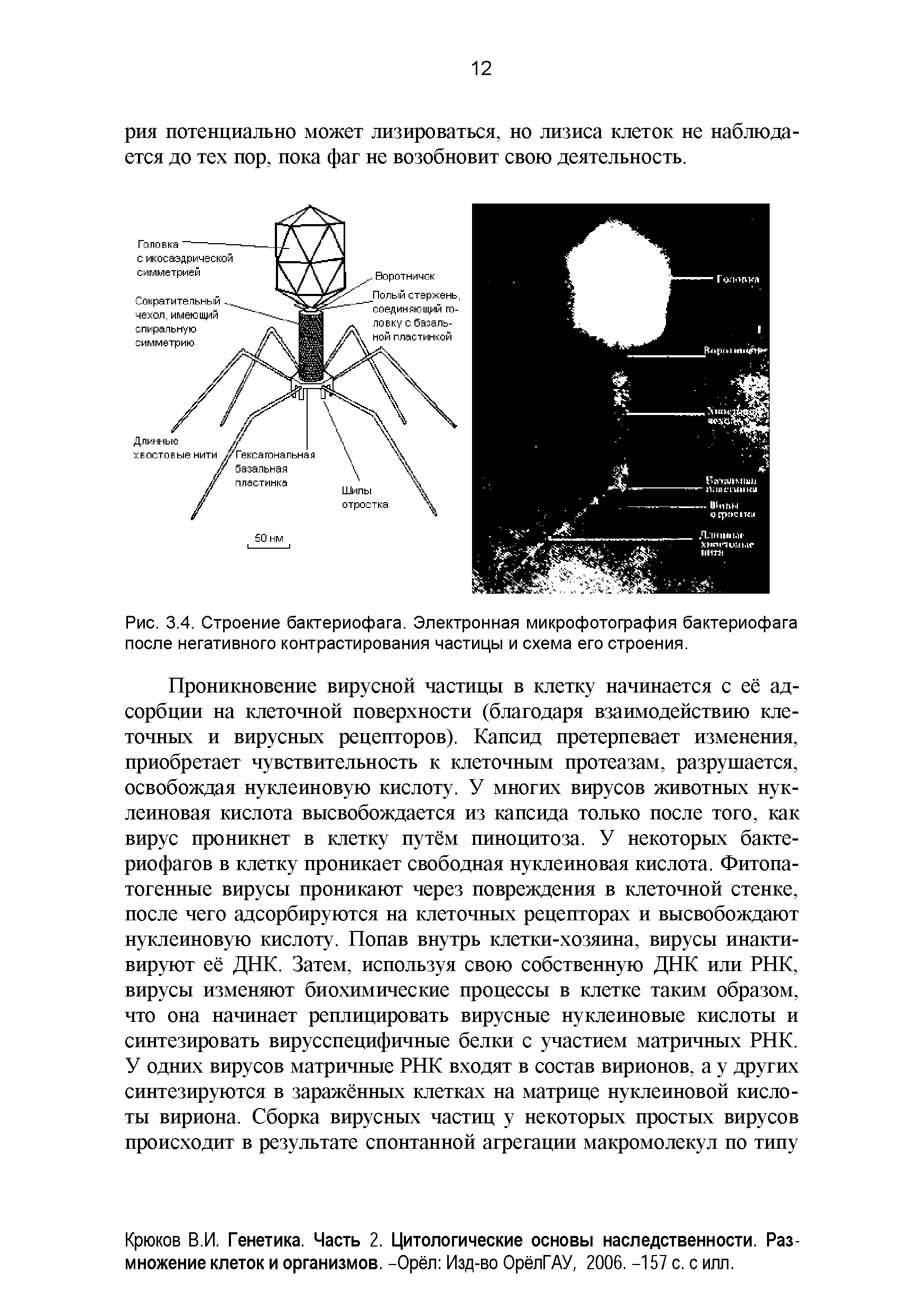 Рис. 3.4. Строение бактериофага. Электронная микрофотография бактериофага после негативного контрастирования частицы и схема его строения.