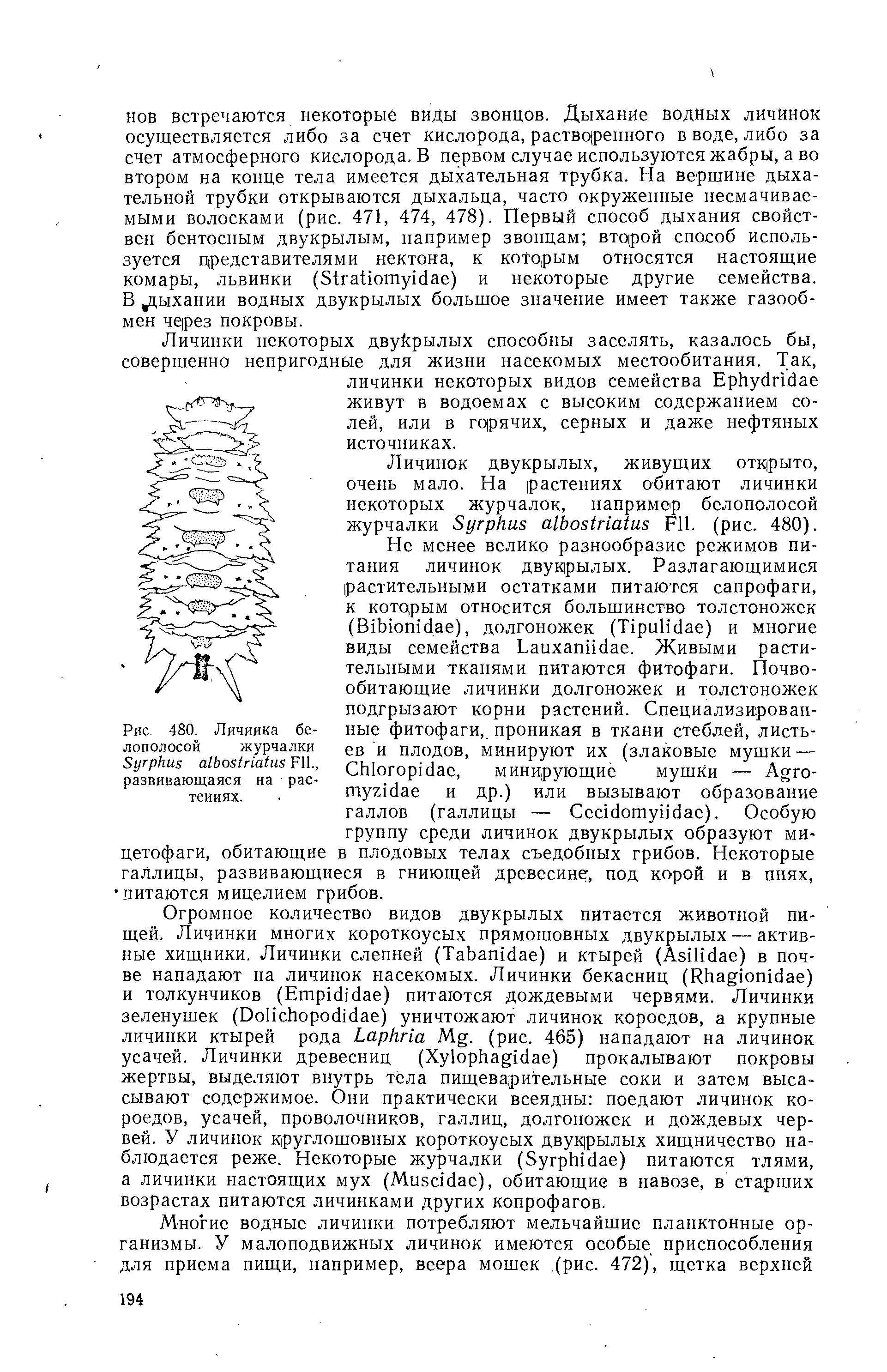 Рис. 480. Личинка белополосой журчалки S F ., развивающаяся на растениях.