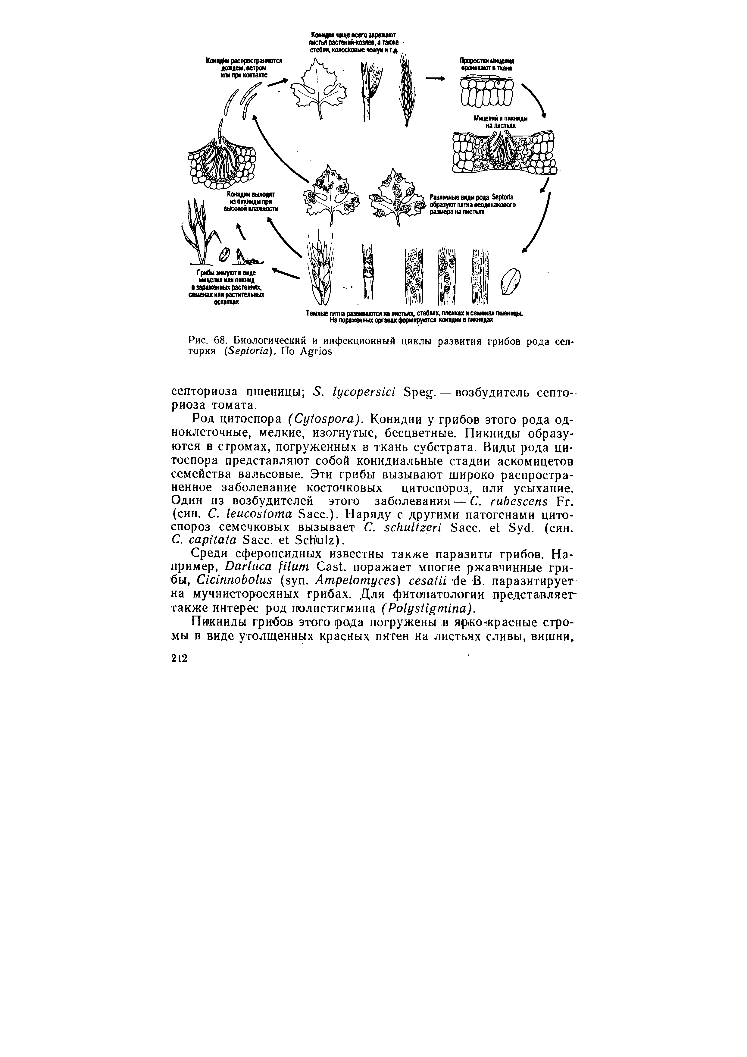 Рис. 68. Биологический и инфекционный циклы развития грибов рода сеп-тория (S ). По A ...