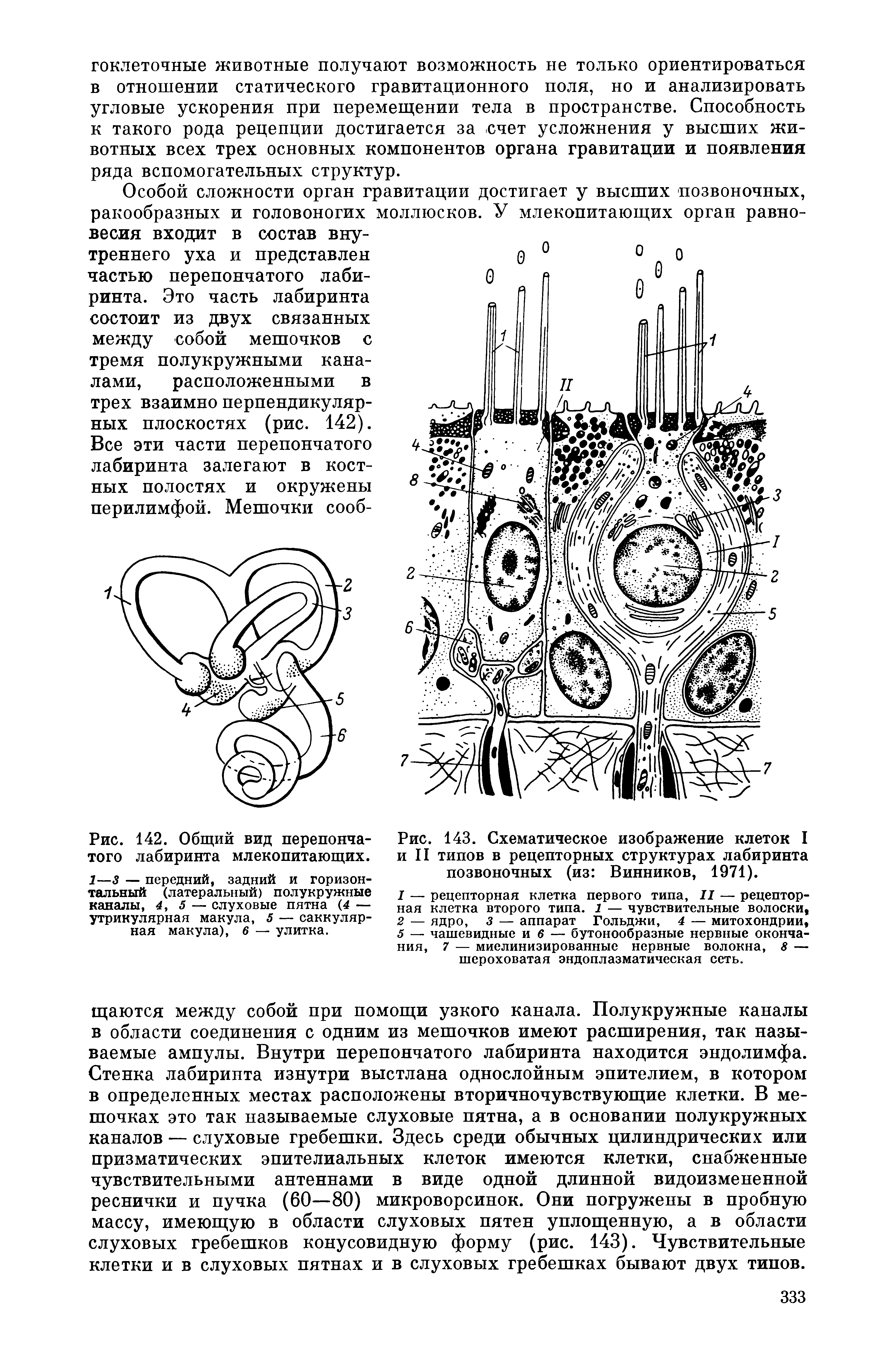 Рис. 143. Схематическое изображение клеток I и II типов в рецепторных структурах лабиринта позвоночных (из Винников, 1971).