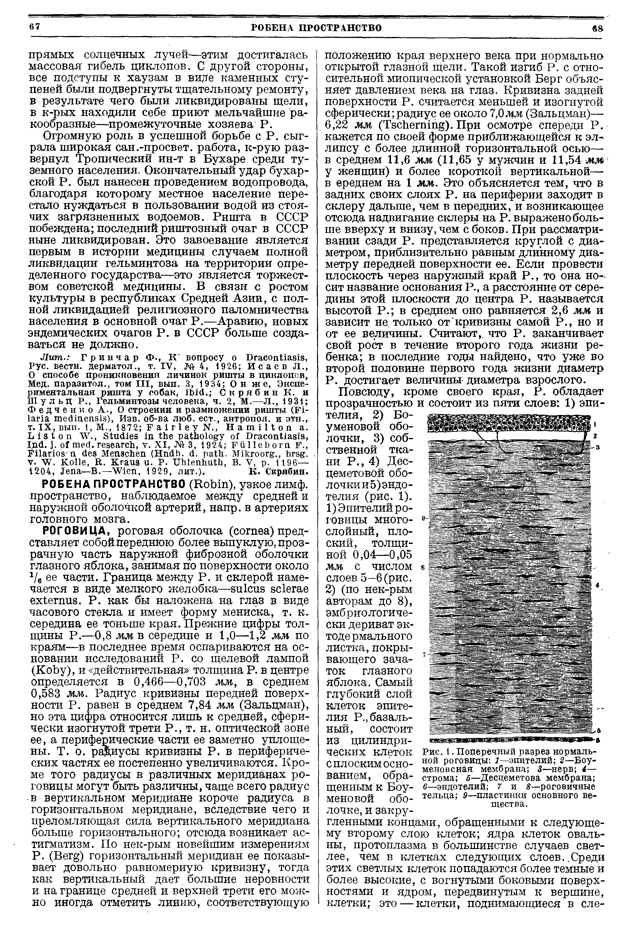 Рис. 1. Поперечный разрез нормальной роговицы 1—эпителий 2—Боу-меновская мембрана 3—нерв 4— строма 5—Десцеметова мембрана 6—эндотелий 7 и 3—роговичные тельца 9—пластинки основного вещества.