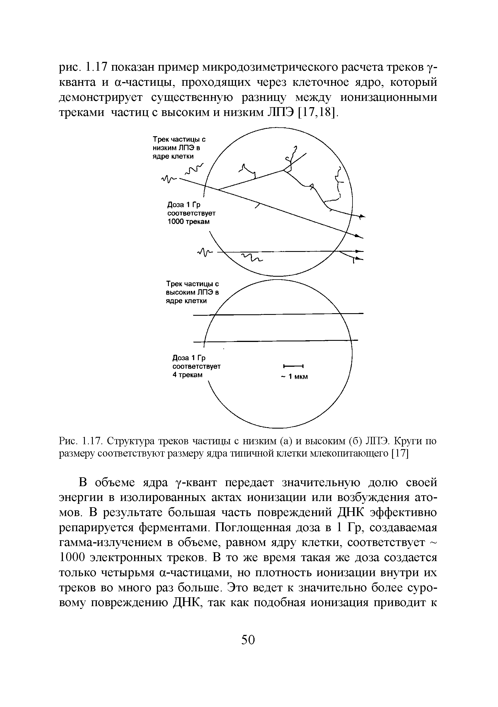 Рис. 1.17. Структура треков частицы с низким (а) и высоким (б) ЛПЭ. Круги по размеру соответствуют размеру ядра типичной клетки млекопитающего [17]...